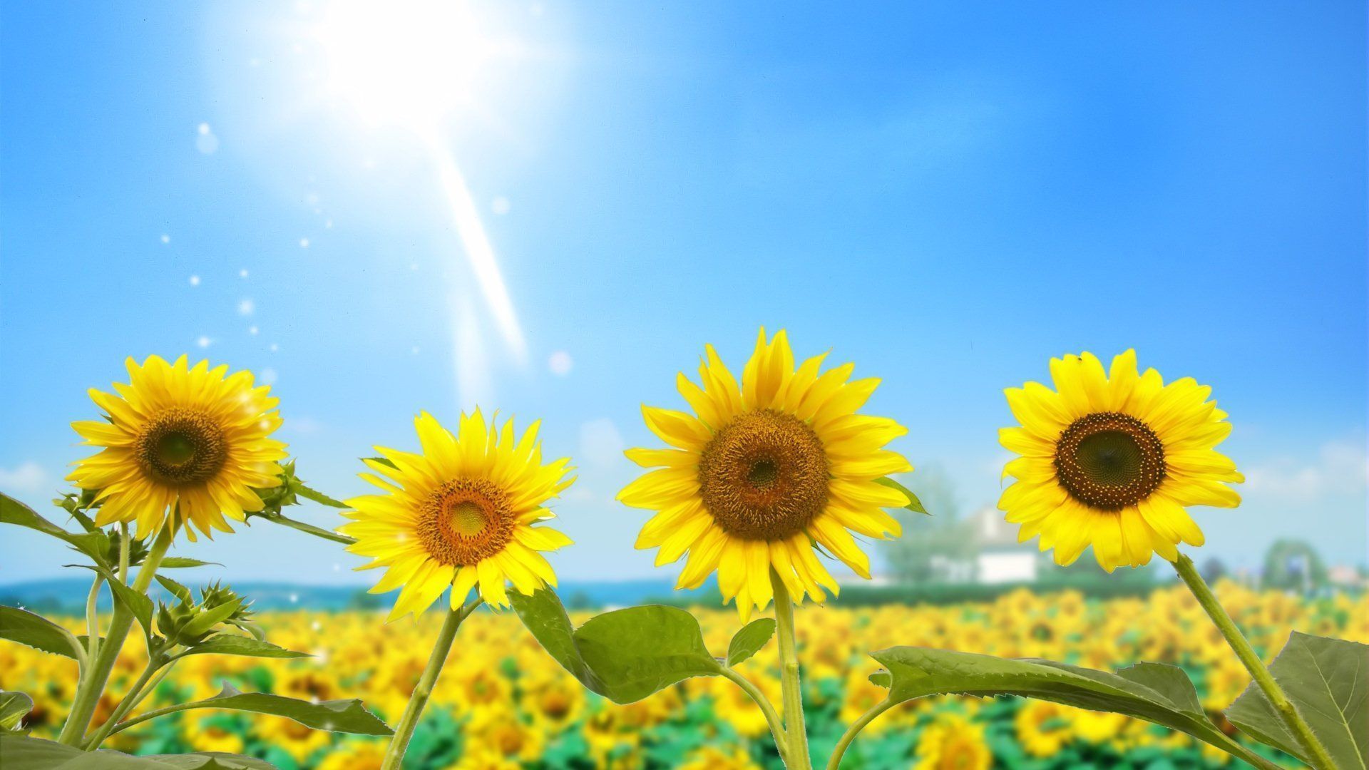 White Sunflower Wallpaper Desktop images