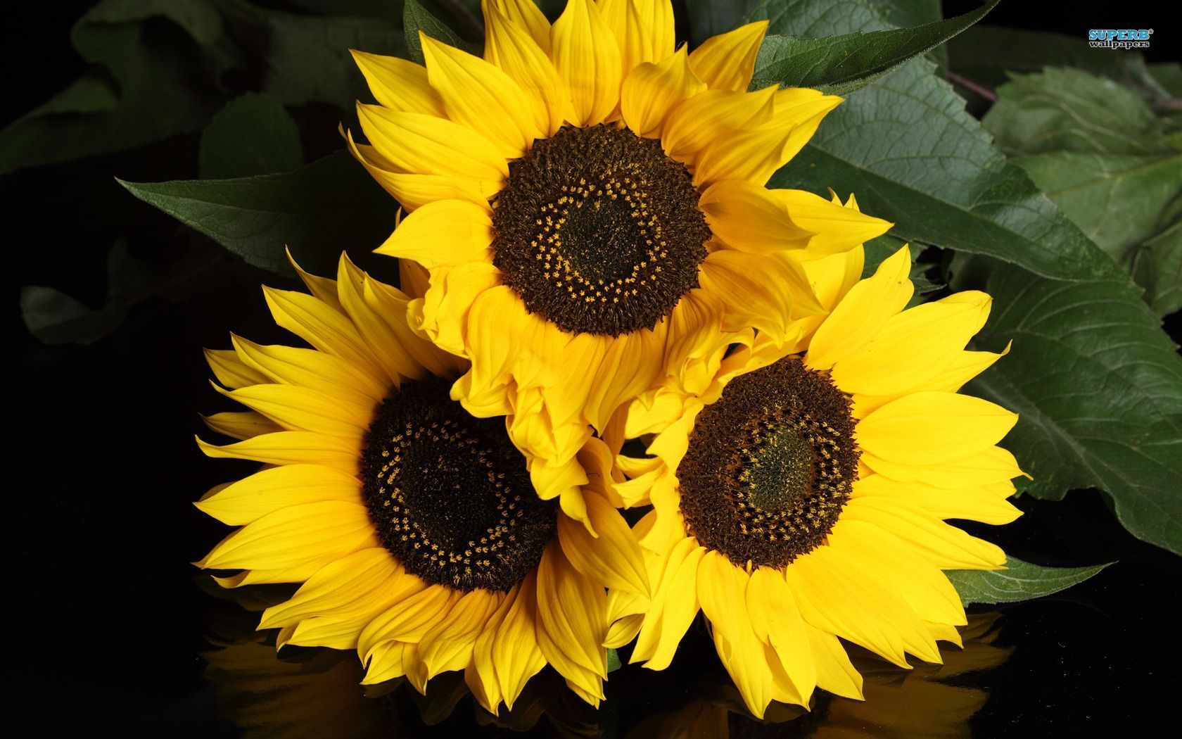 Sunflowers wallpaper - Flower wallpapers -