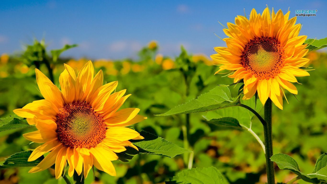 Sunflowers wallpaper - Flower wallpapers -