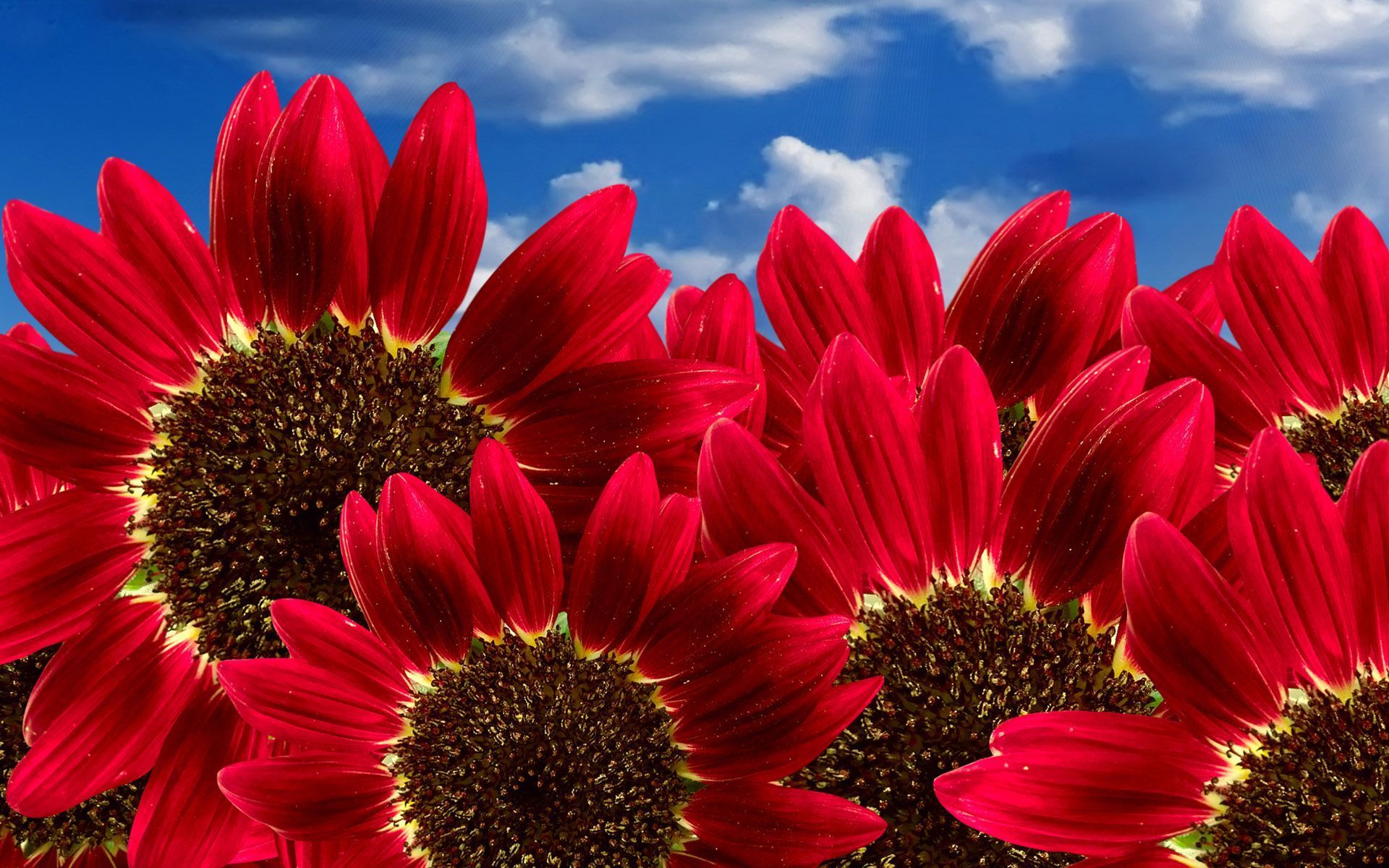 Pure Red Sunflowers Wallpapers HD Backgrounds