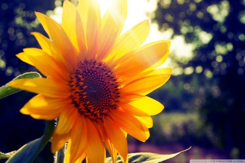 Sunflower Sunshine HD desktop wallpaper High Definition