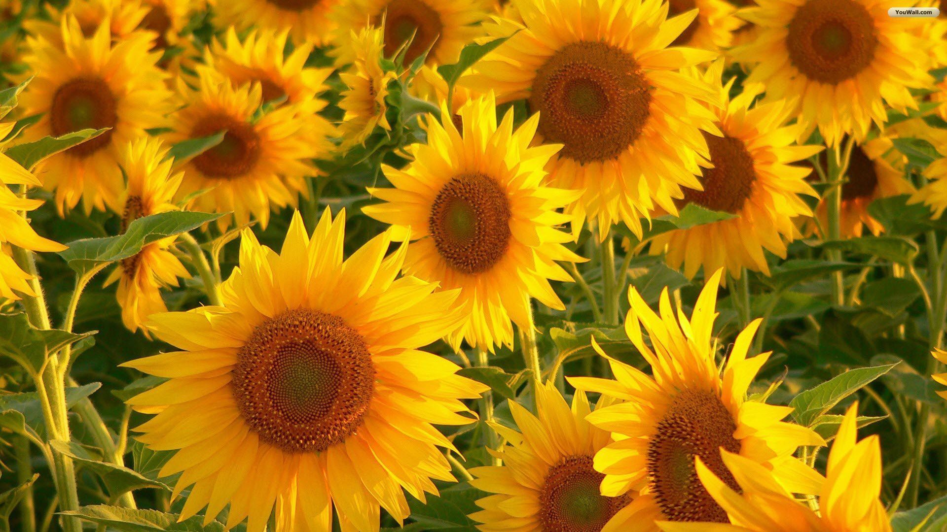 YouWall - Stunning Sunflowers Wallpaper - wallpaper,wallpapers ...
