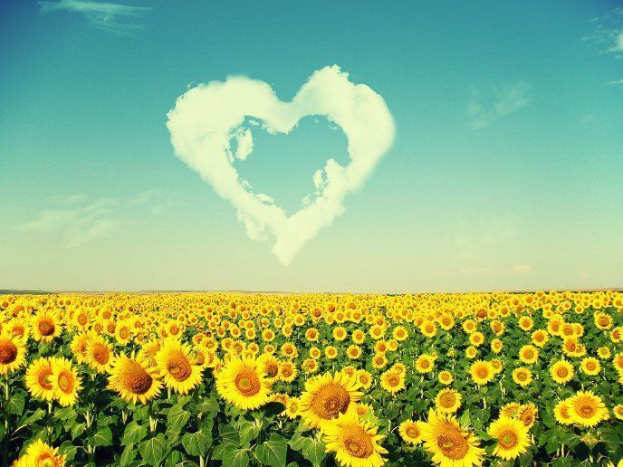 Top Love Sunflowers Landscapes Images for Pinterest