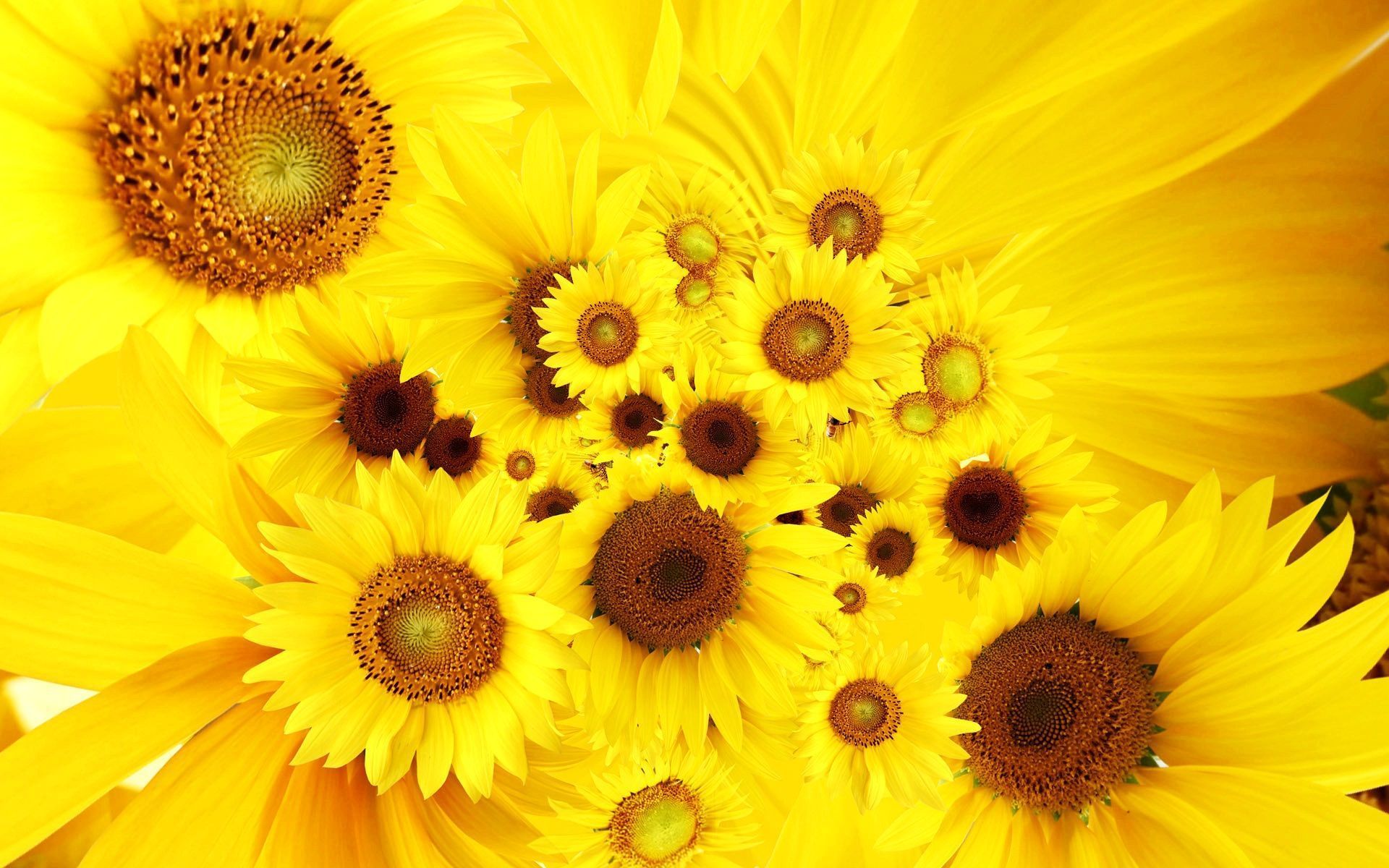 Cool Sunflowers Wallpapers | HD Wallpapers - Pictures of Flowers