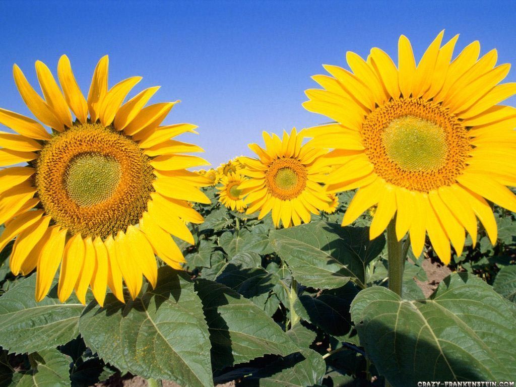 Sunflower - Flower wallpapers - Crazy Frankenstein