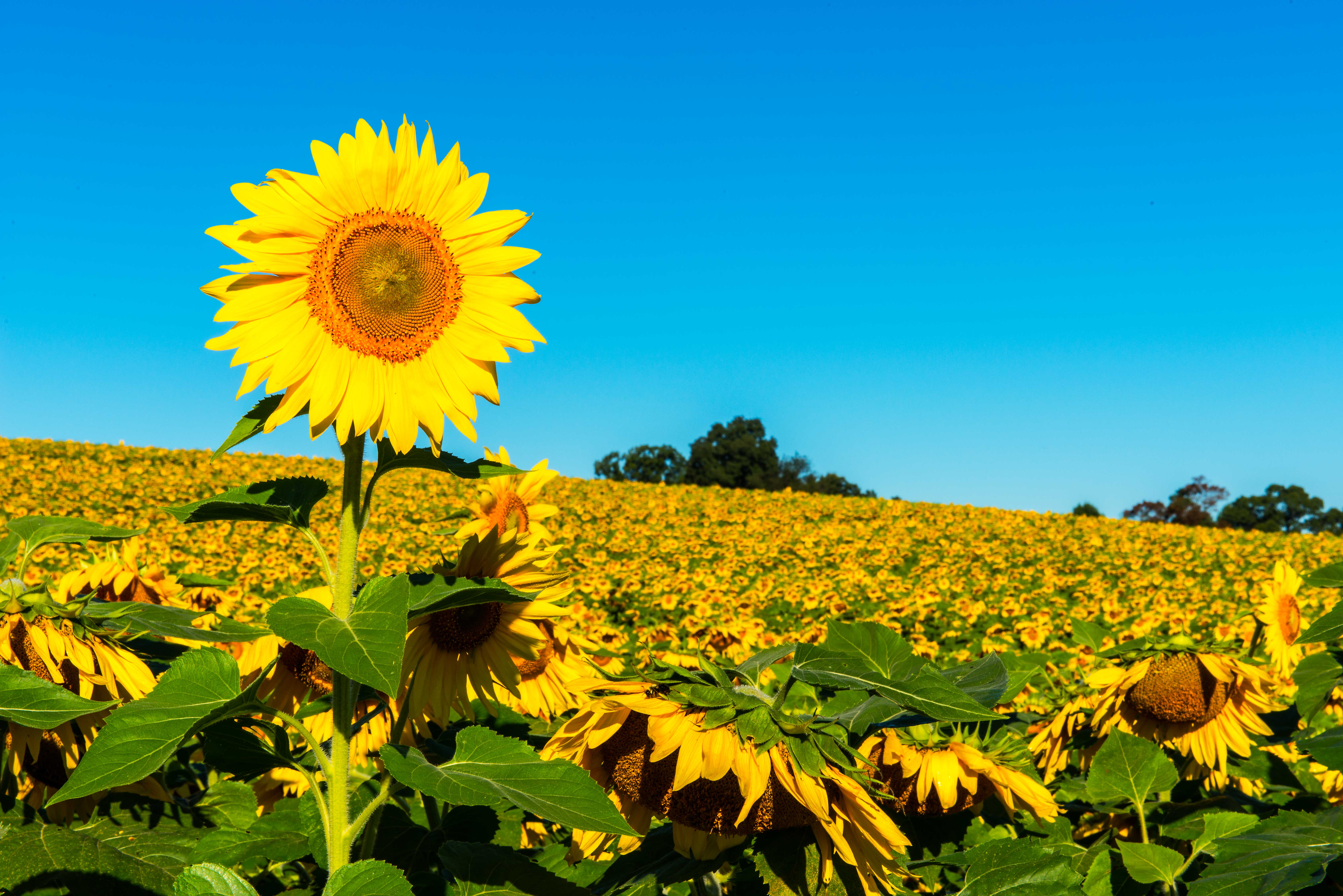Download Helianthus Sunflowers Wallpaper Gallery Images ...