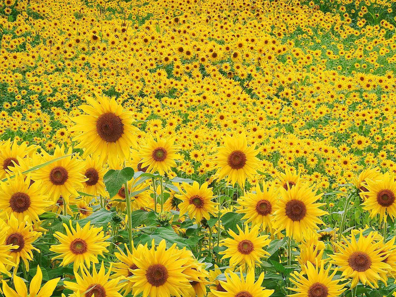 Sunflowers Wallpaper World Wallpaper Collection