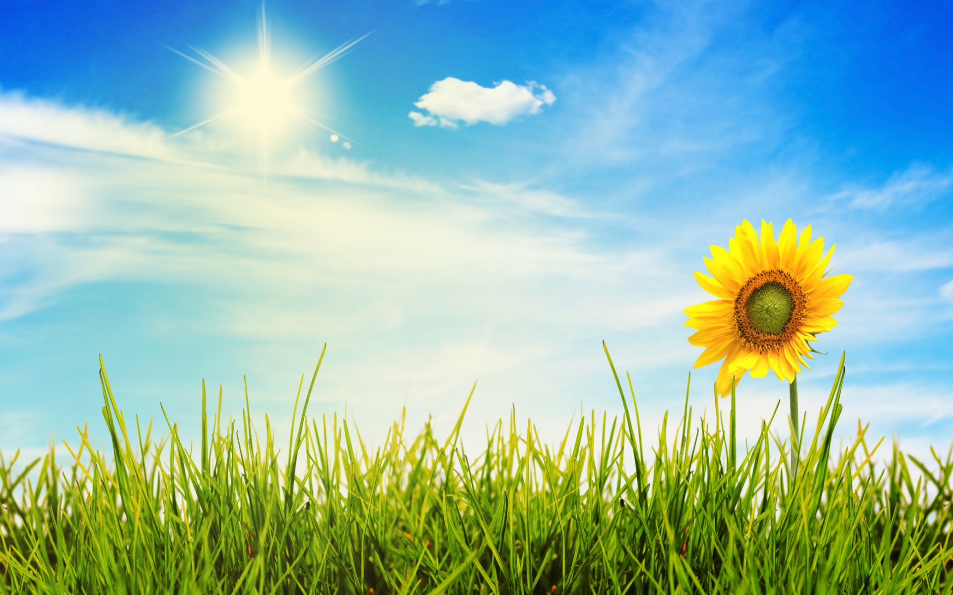 Free Sunny Day Wallpaper by Paul Senna on FL | Nature HDQ | 387.91 KB