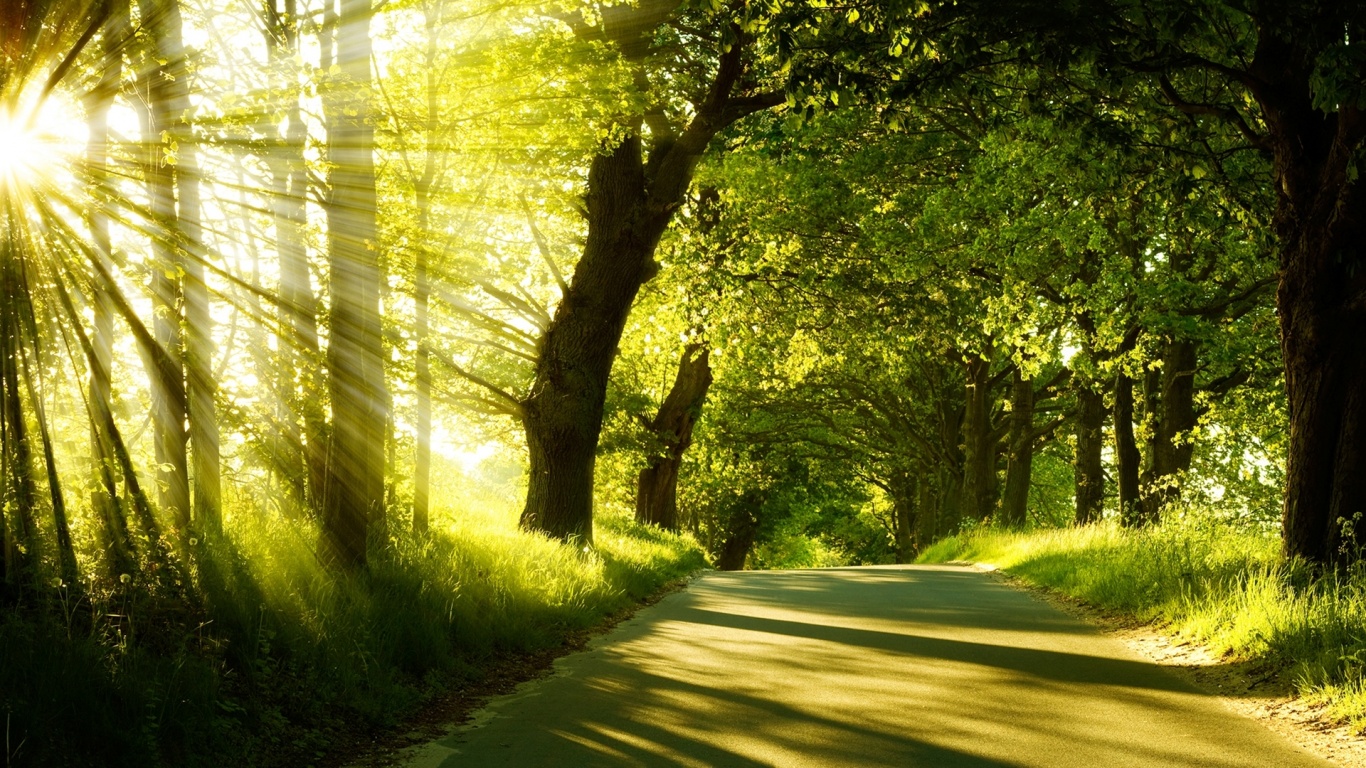 1366x768 Forest Trip Sunny Day desktop PC and Mac wallpaper