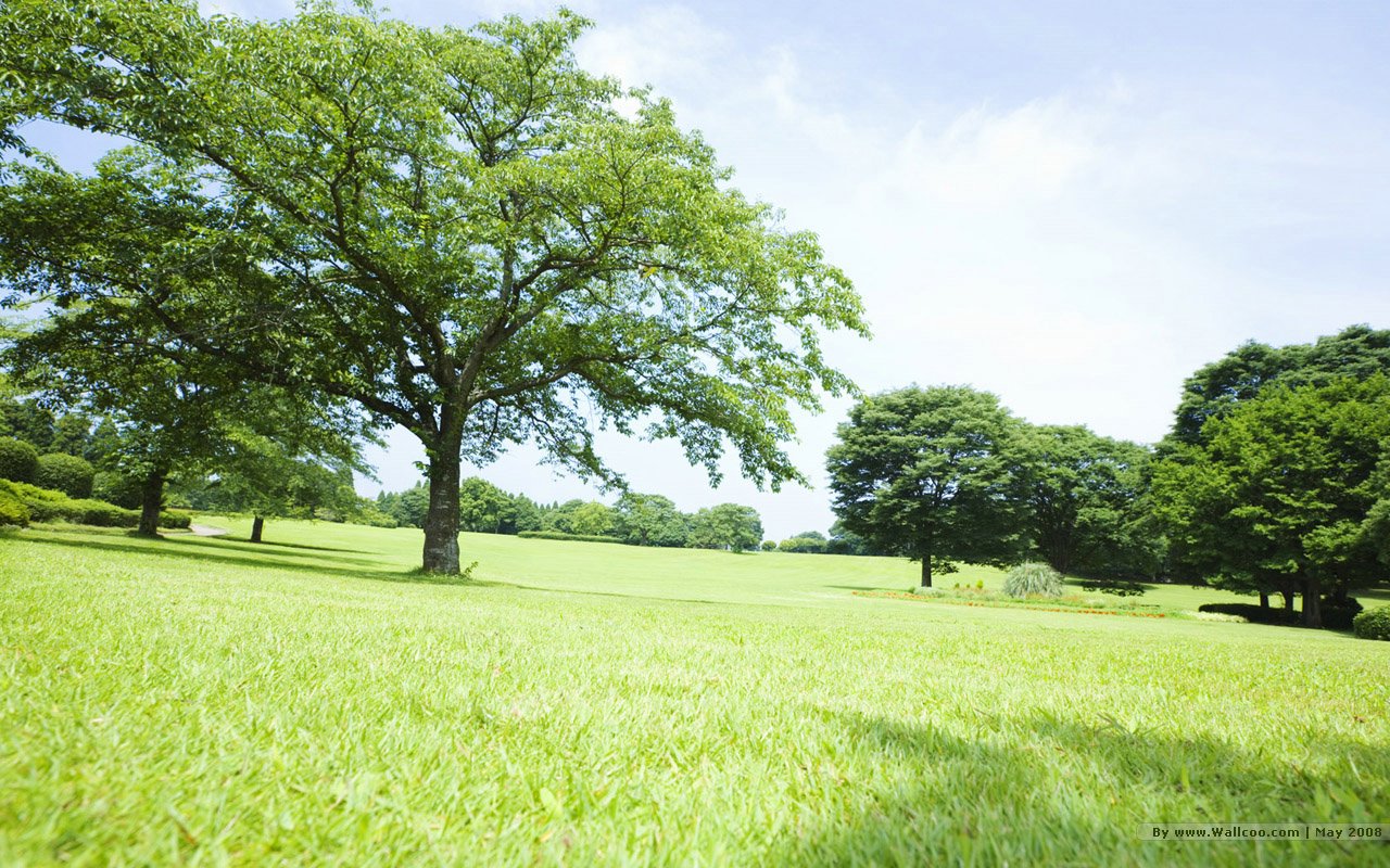 Grassland lush trees in sunny day 1280x800 NO.42 Desktop Wallpaper