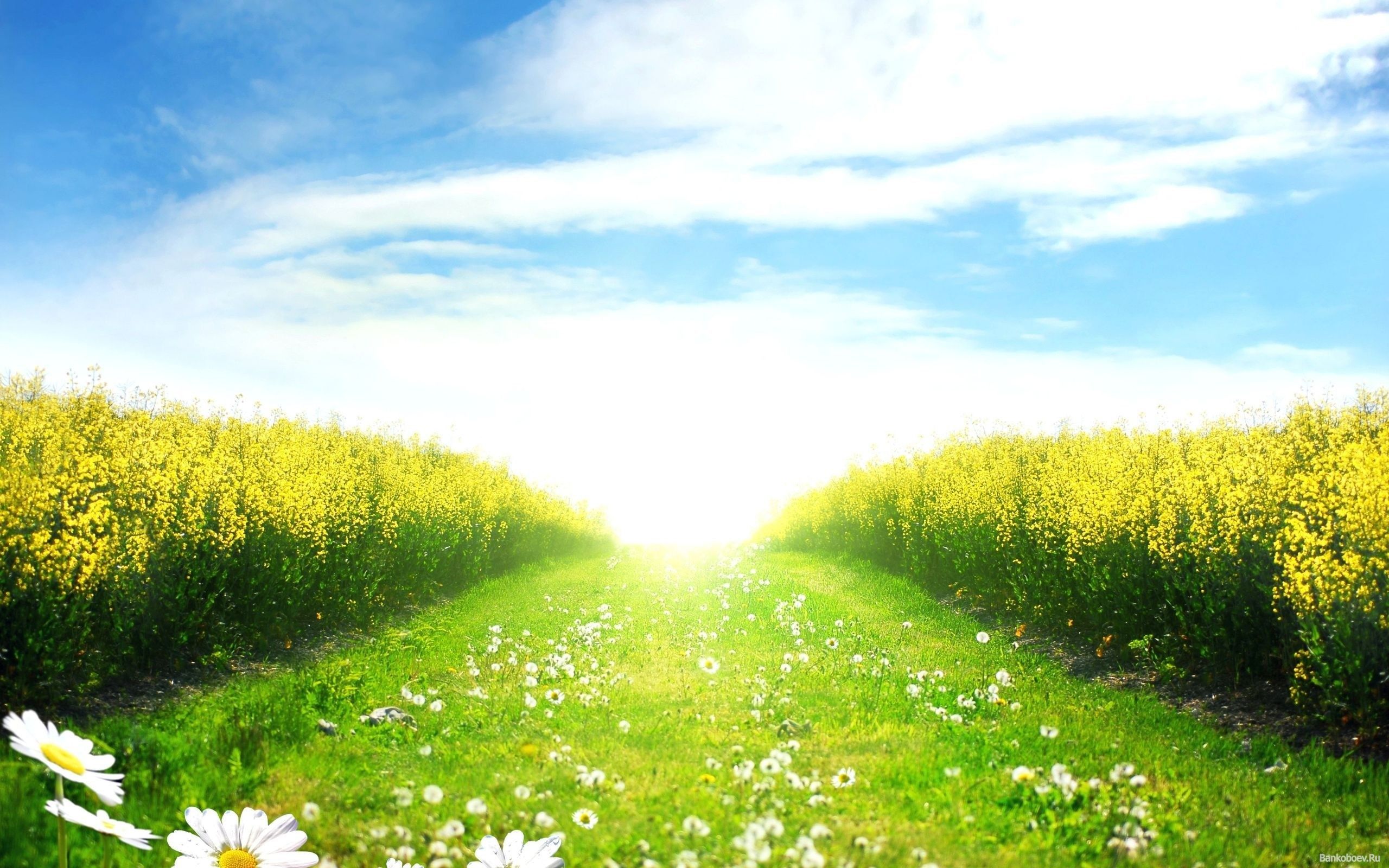 Sunny day in the spring field wallpapers and images - wallpapers ...