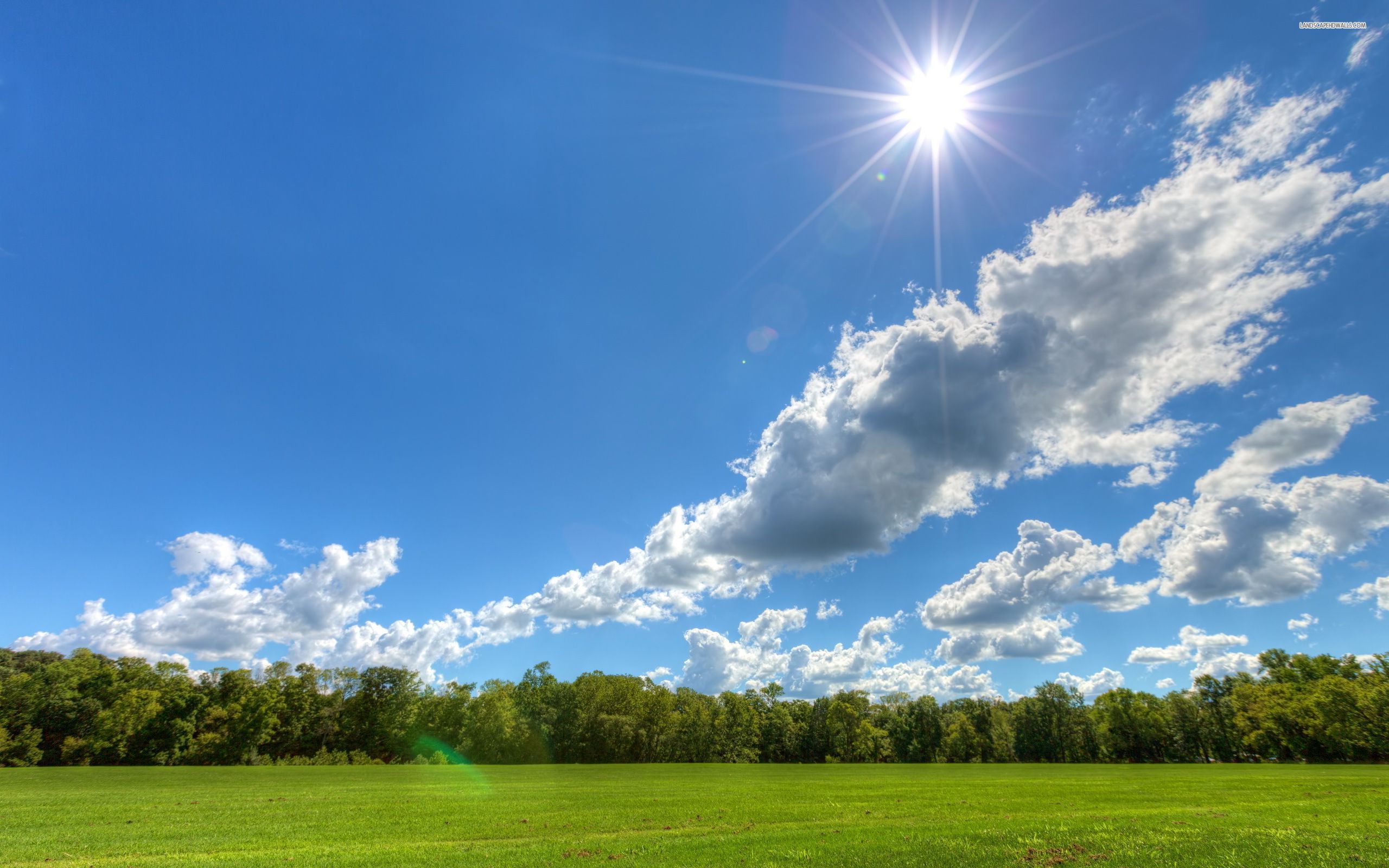 Clear sky on a sunny day, cloud, field, tree, nature, 2560x1600 HD