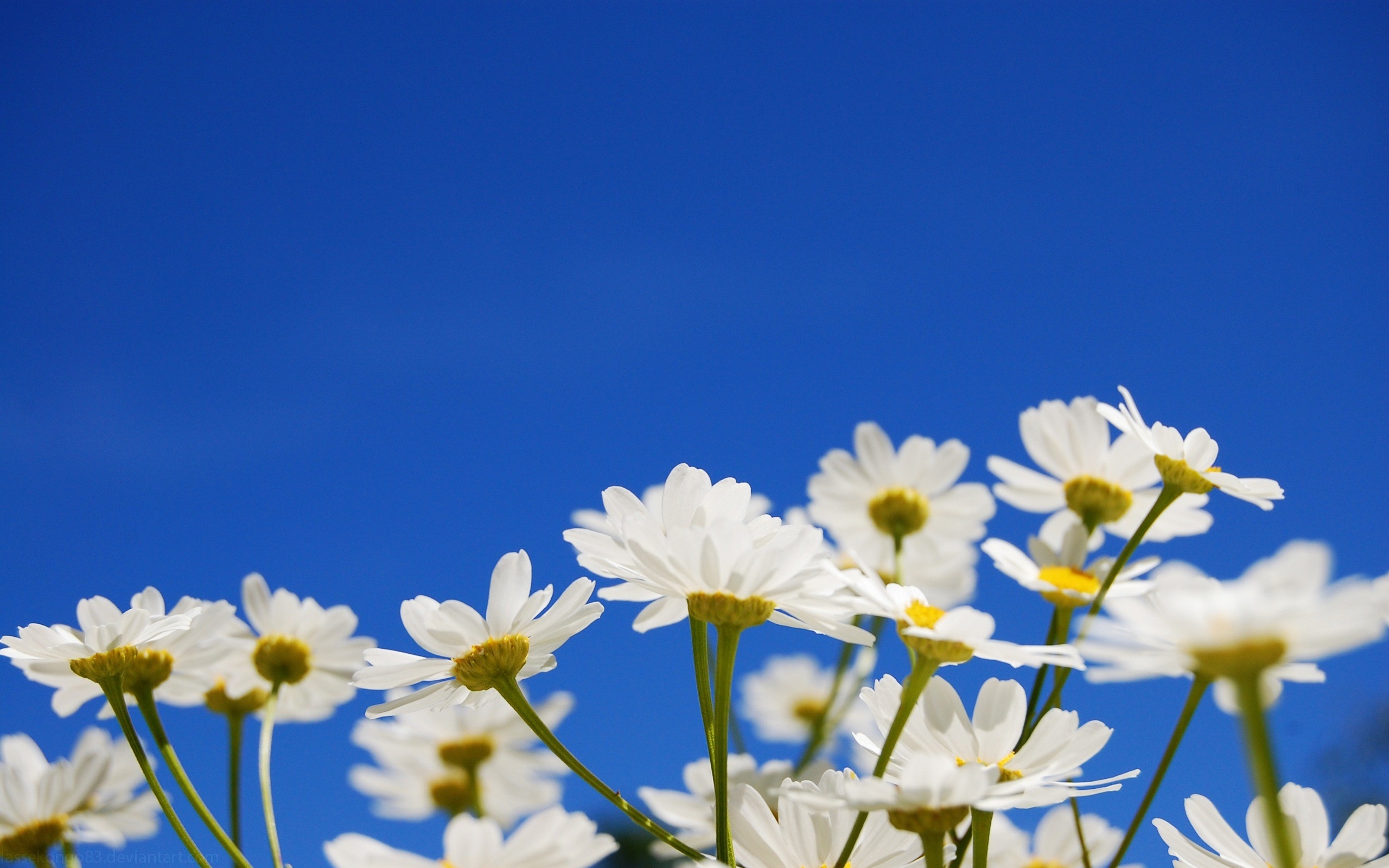 Wallpaper Clear, Flowers, Sunny sky, Chamomile, Blue sky wallpaper