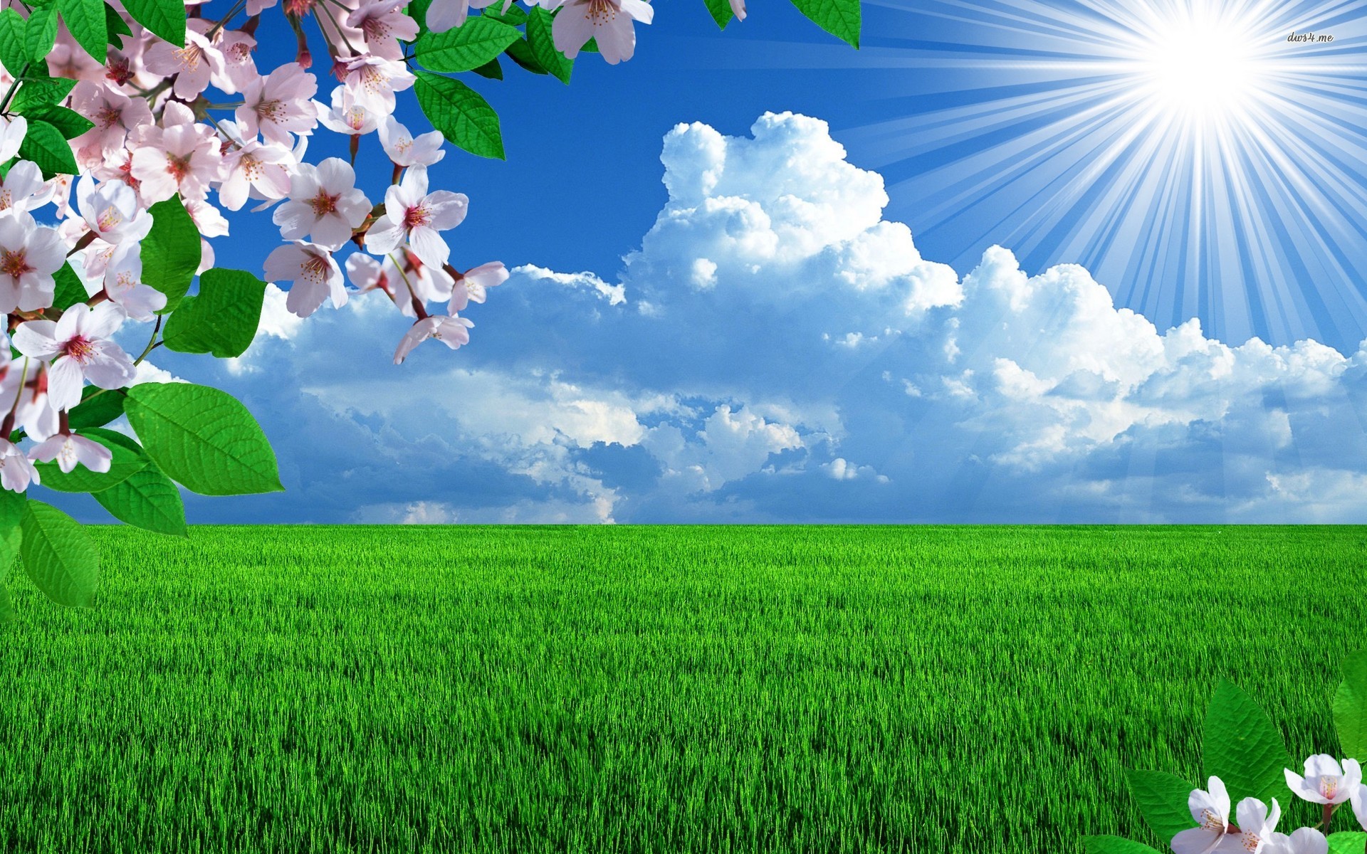 Sunny spring day, sky, grass, cherry, blossom, digital art