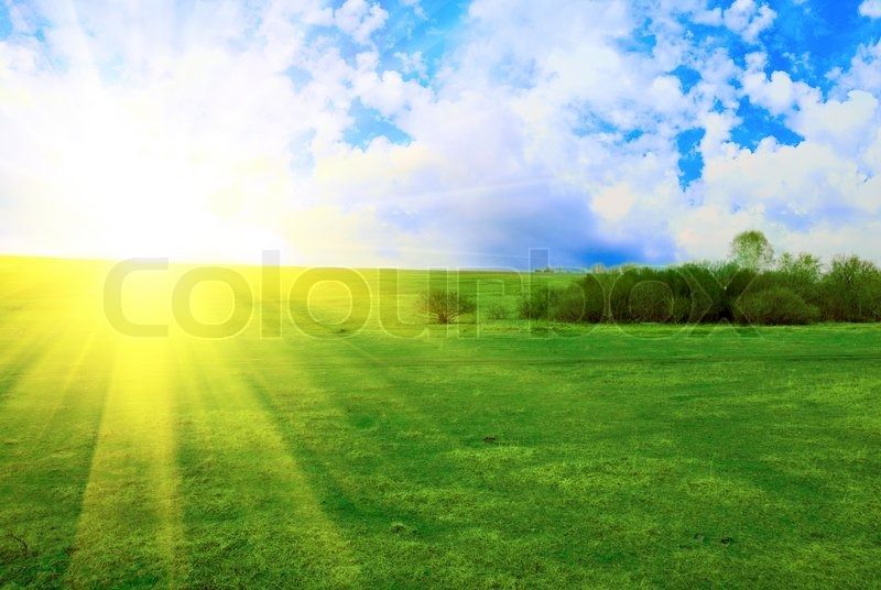 Field of green grass on a background a sunrise Stock Photo