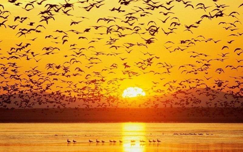 beach ocean The Birds at Sunrise – Animals Birds HD Desktop Wallpaper