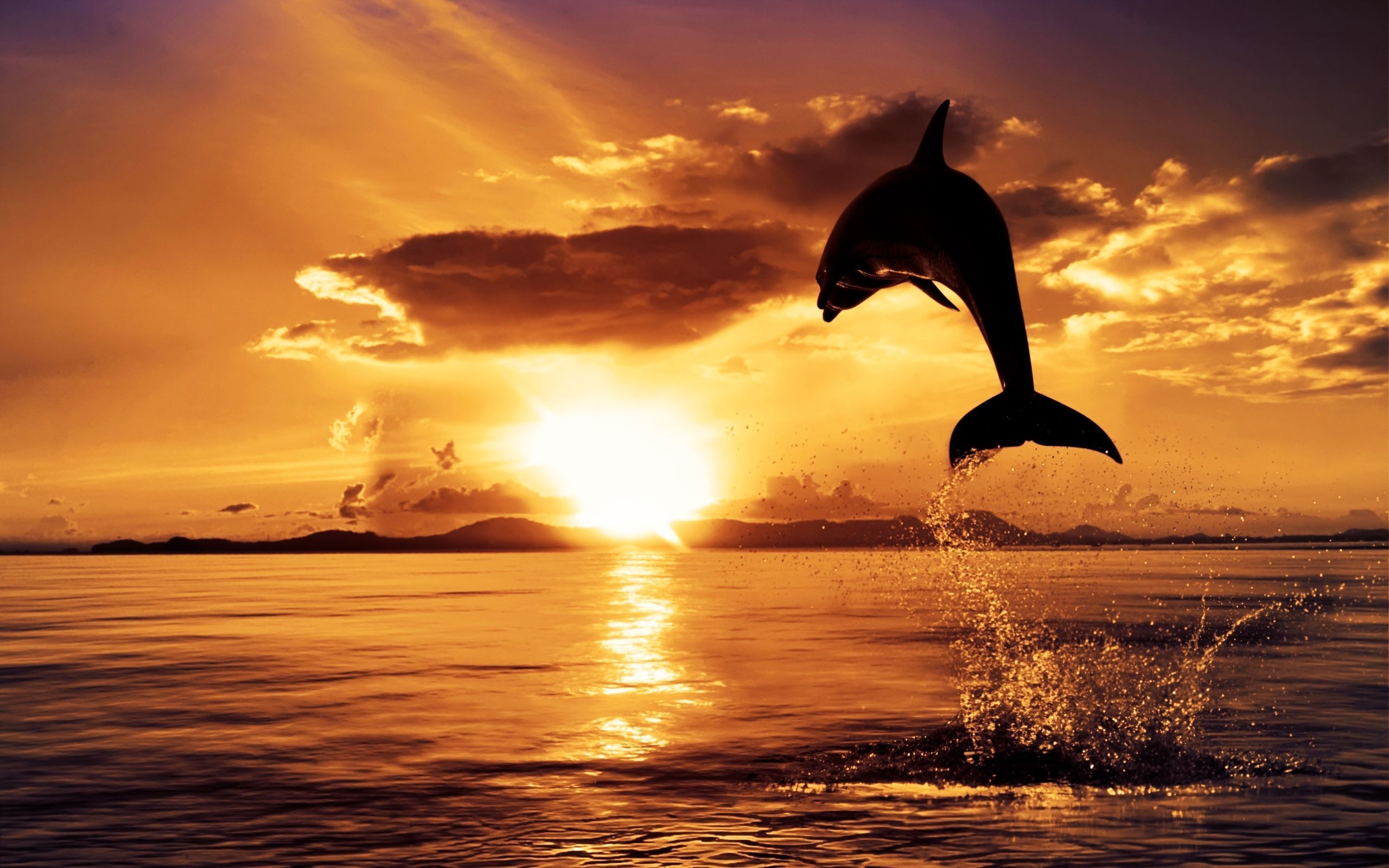 Dolphins Leap At Sunset Wallpaper Images Wallpaper High resolution