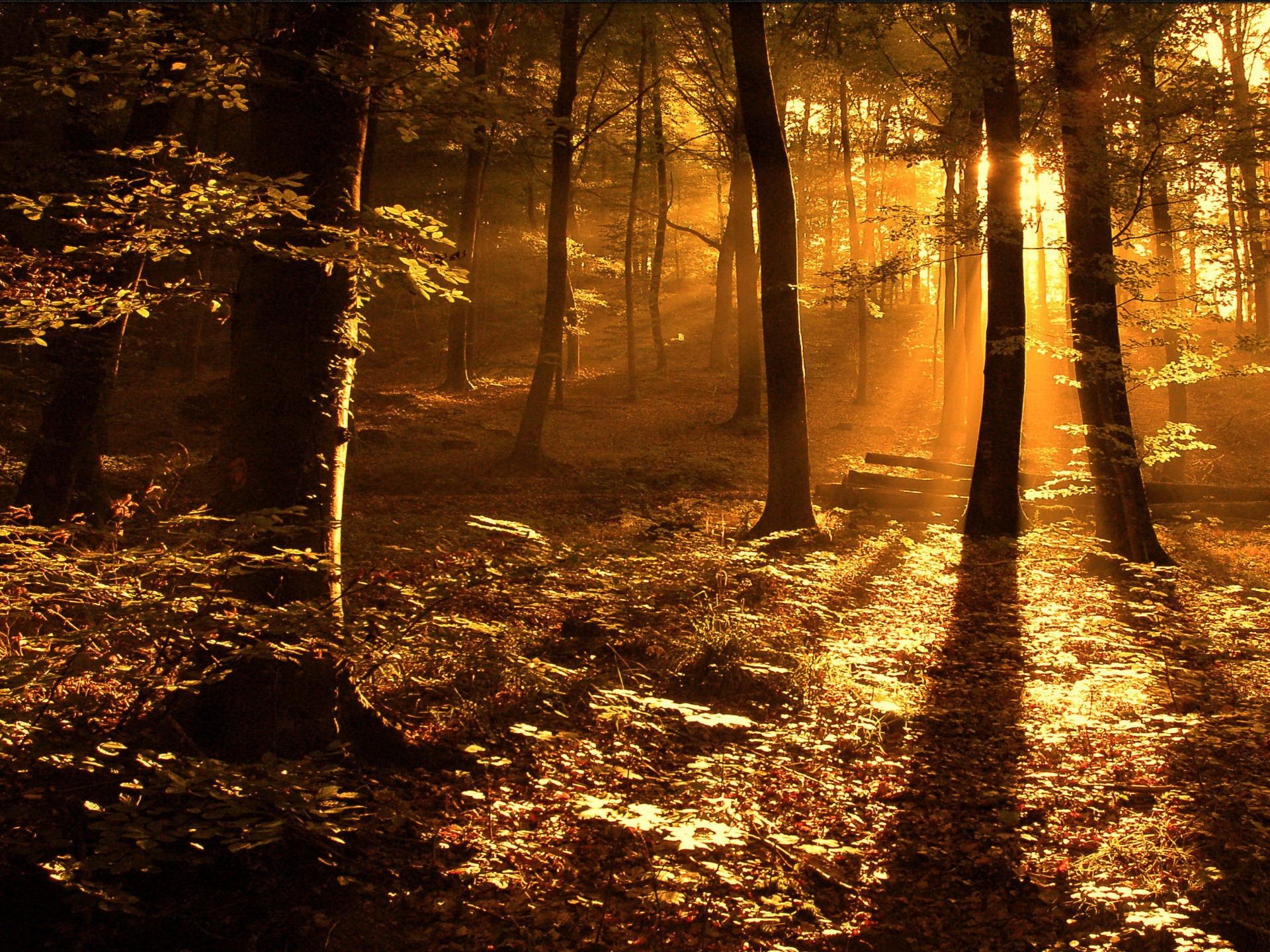 Autumn Sunset Wallpaper Desktop Background #2ce • Nature at ...