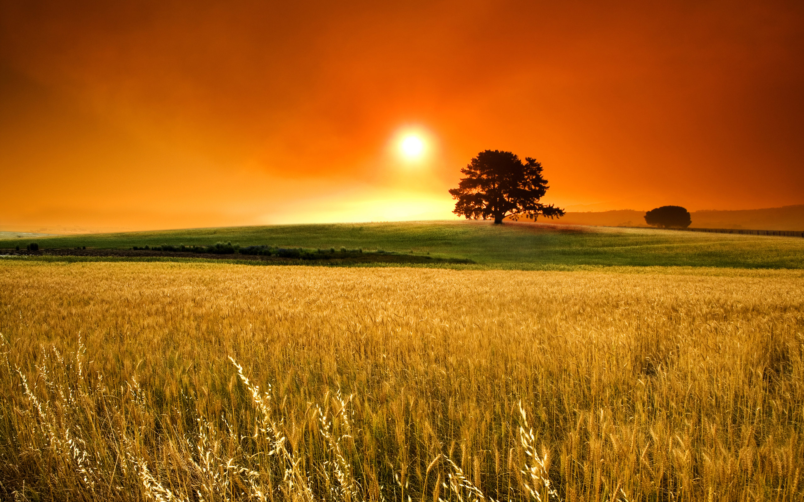 Field Wheat Sunset Nature wallpaper | 2560x1600 | #30078