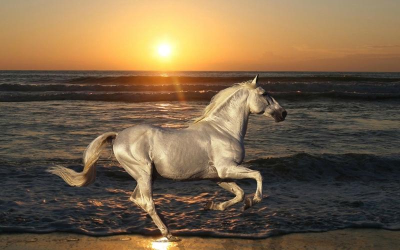 nature,sunset sunset nature sun sea silver horses 1680x1050 ...
