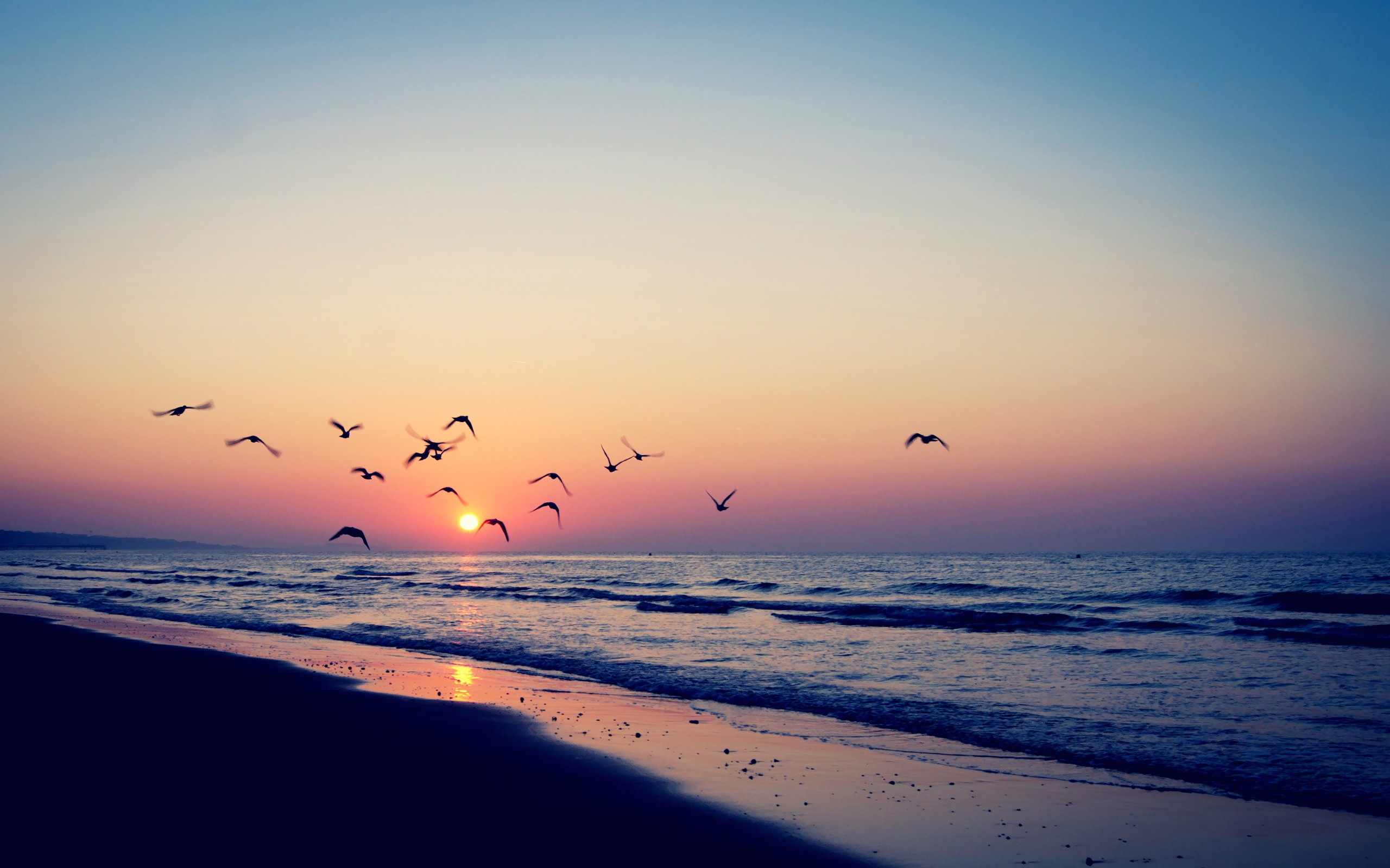 sunsets-nature-beach-sea-birds-vintage-photography-seascapes-hd ...