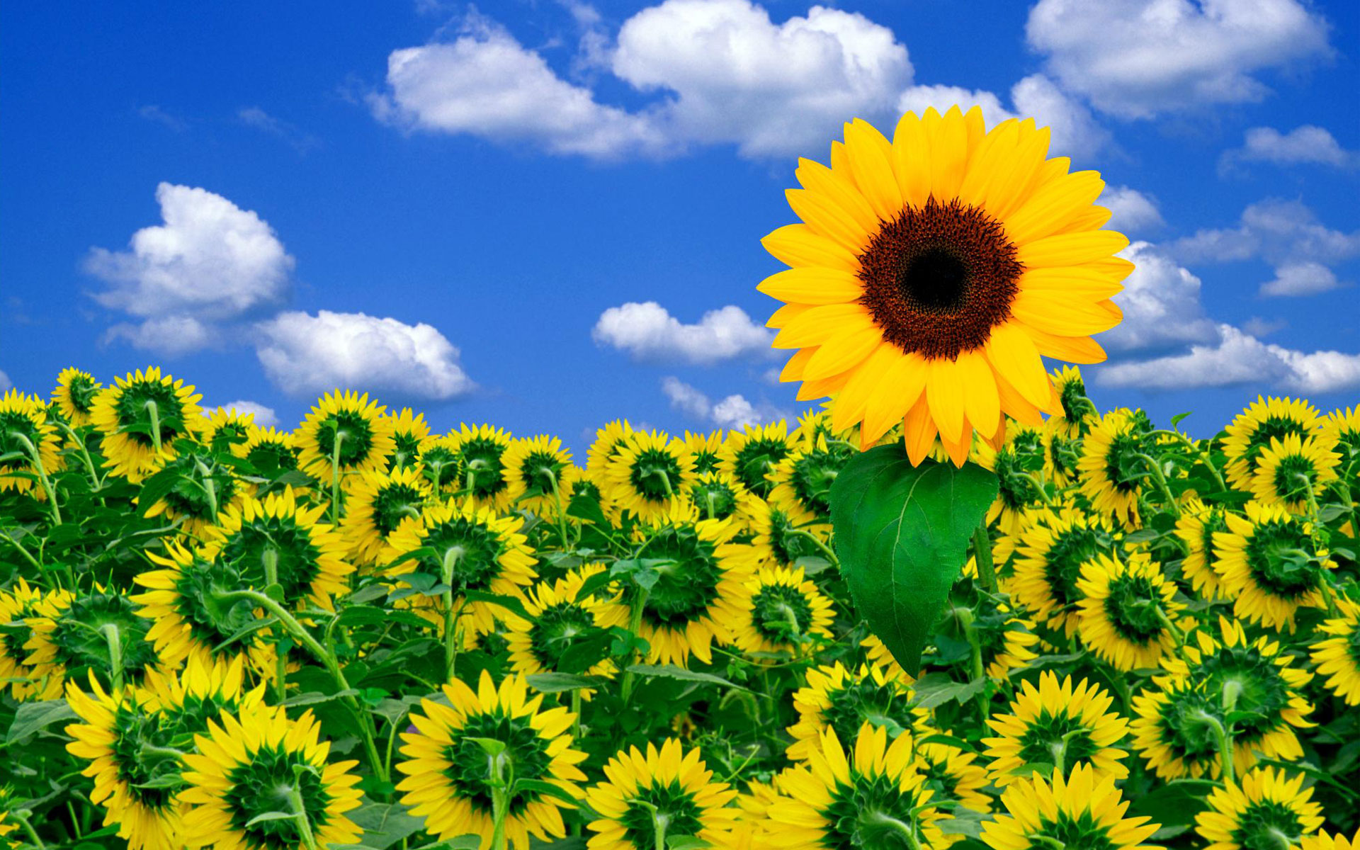 Sunshine to Brighten Your Day Wallpapers HD Backgrounds