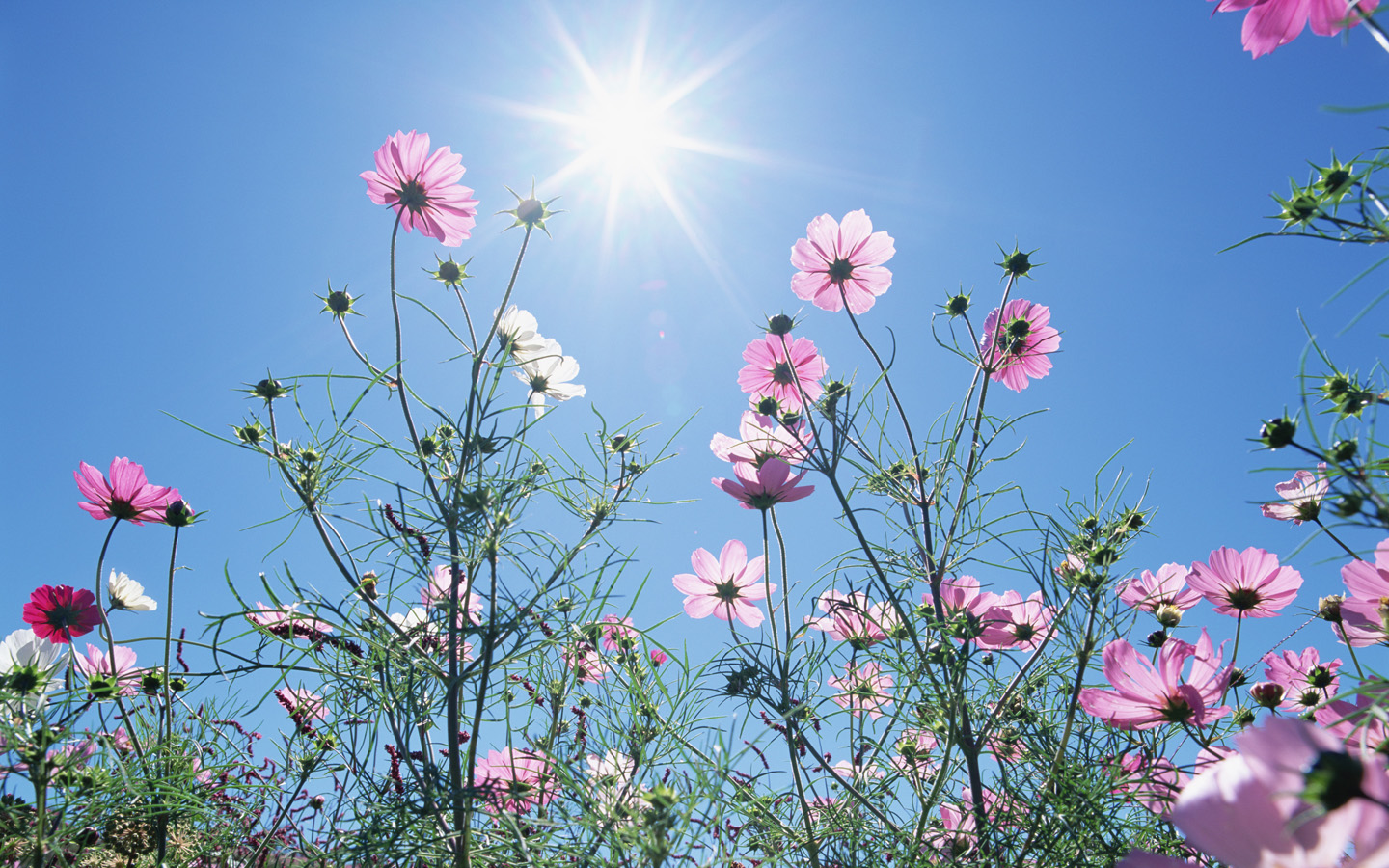 Blooming flowers under sunshine (Vol.1) 1440x900 NO.12 Desktop ...