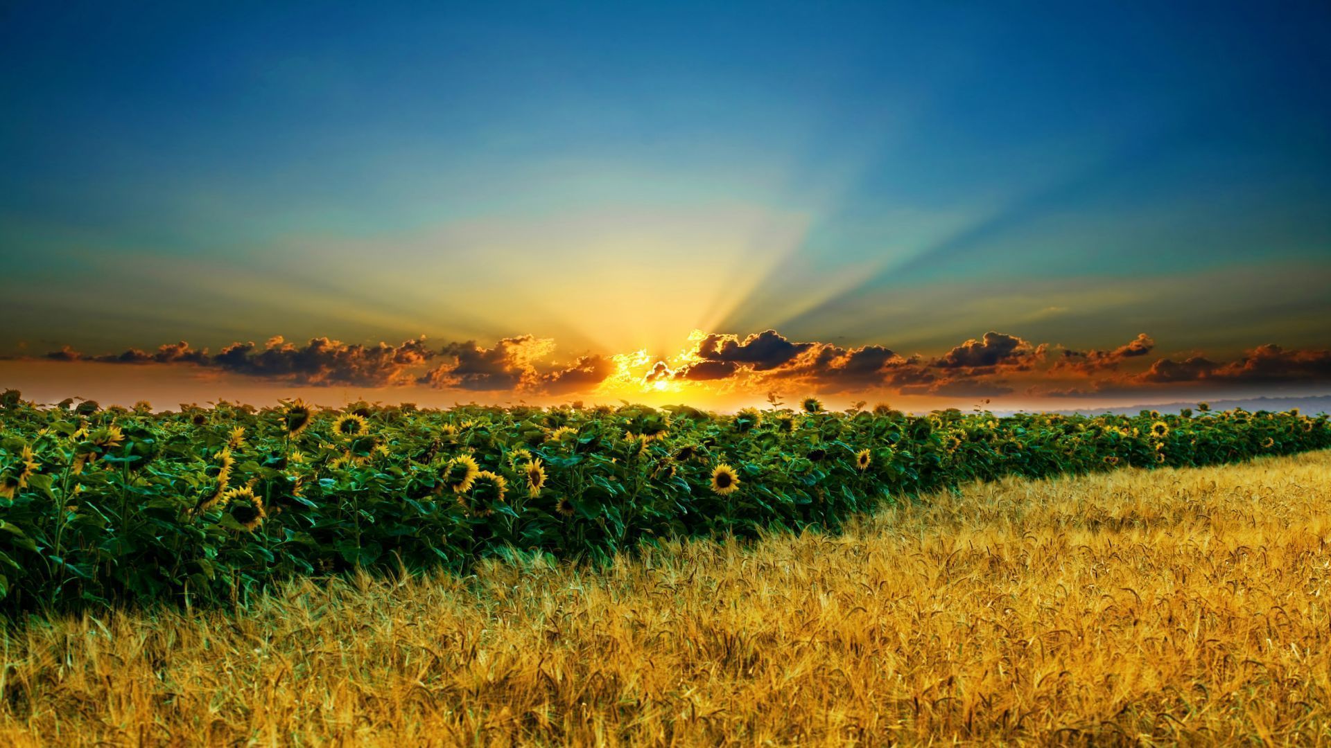 Sunshine over the Sunflower Field, Desktop Wallpaper #4235642 ...