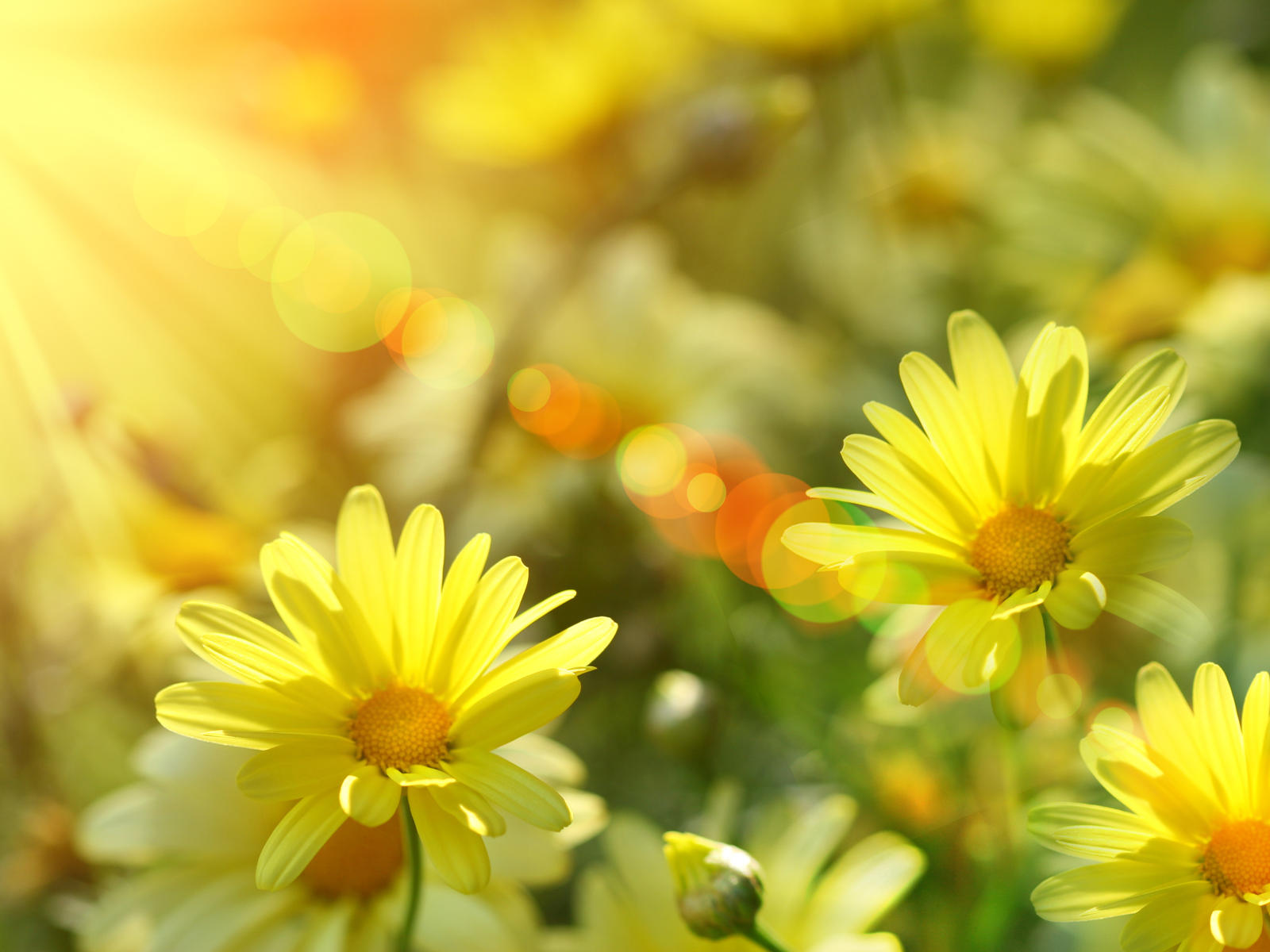 A Cup Of Sunshine Wallpaper - Wallpaper Pictures Gallery