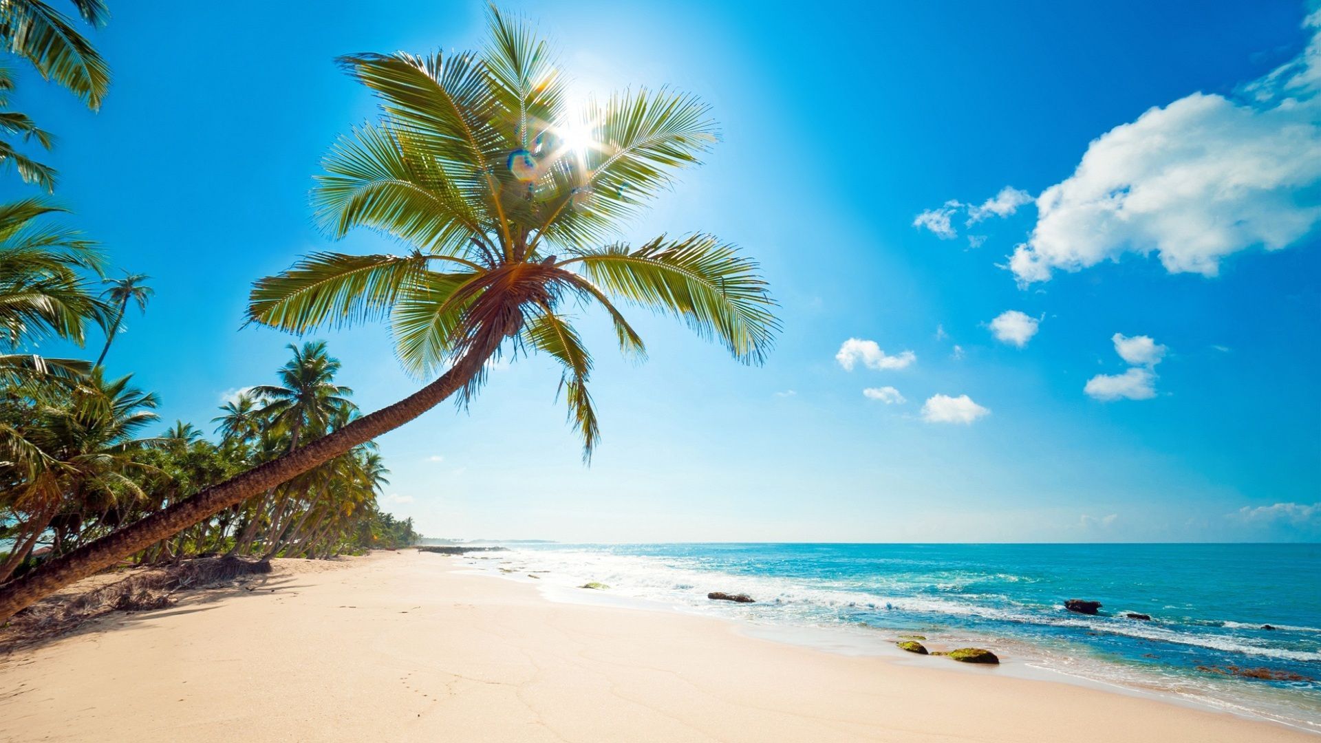 Tropical Sunshine | Download HD Wallpapers