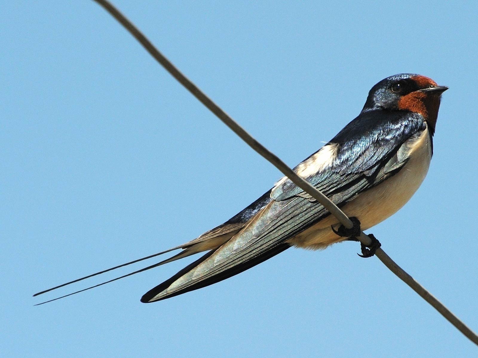 Swallow Wallpapers - Animals Town