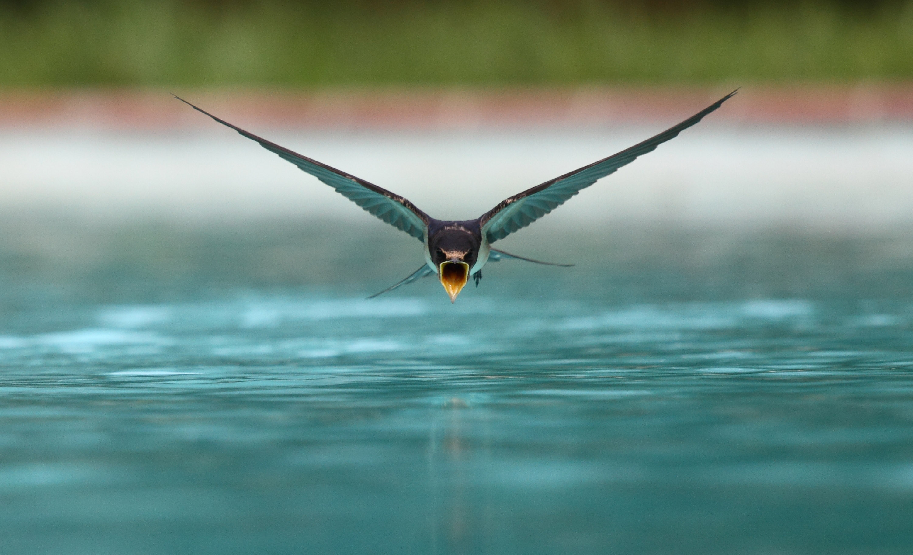 Swallow Drinking While Flying Wallpaper