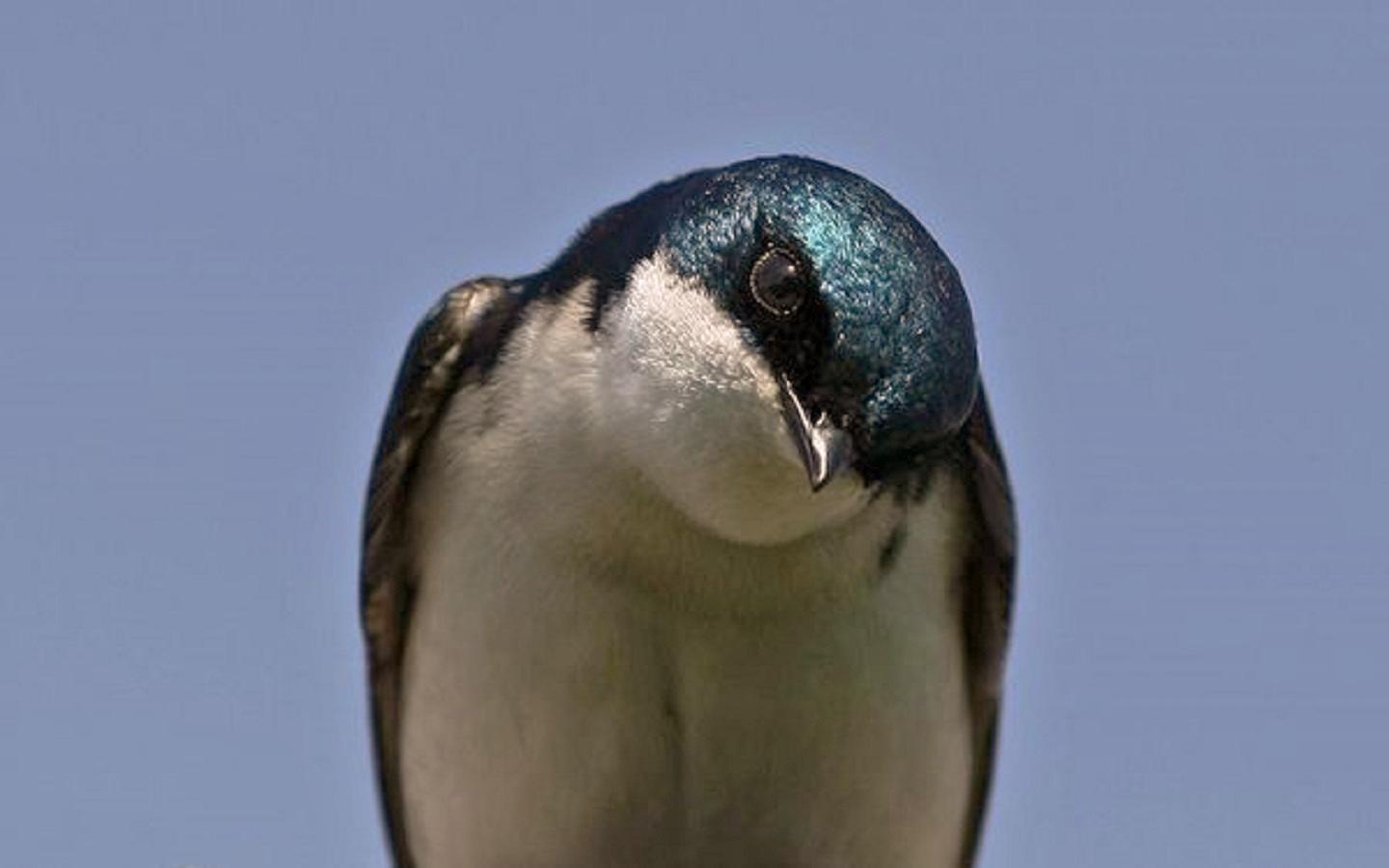 Tree swallow - (#133514) - High Quality and Resolution Wallpapers ...