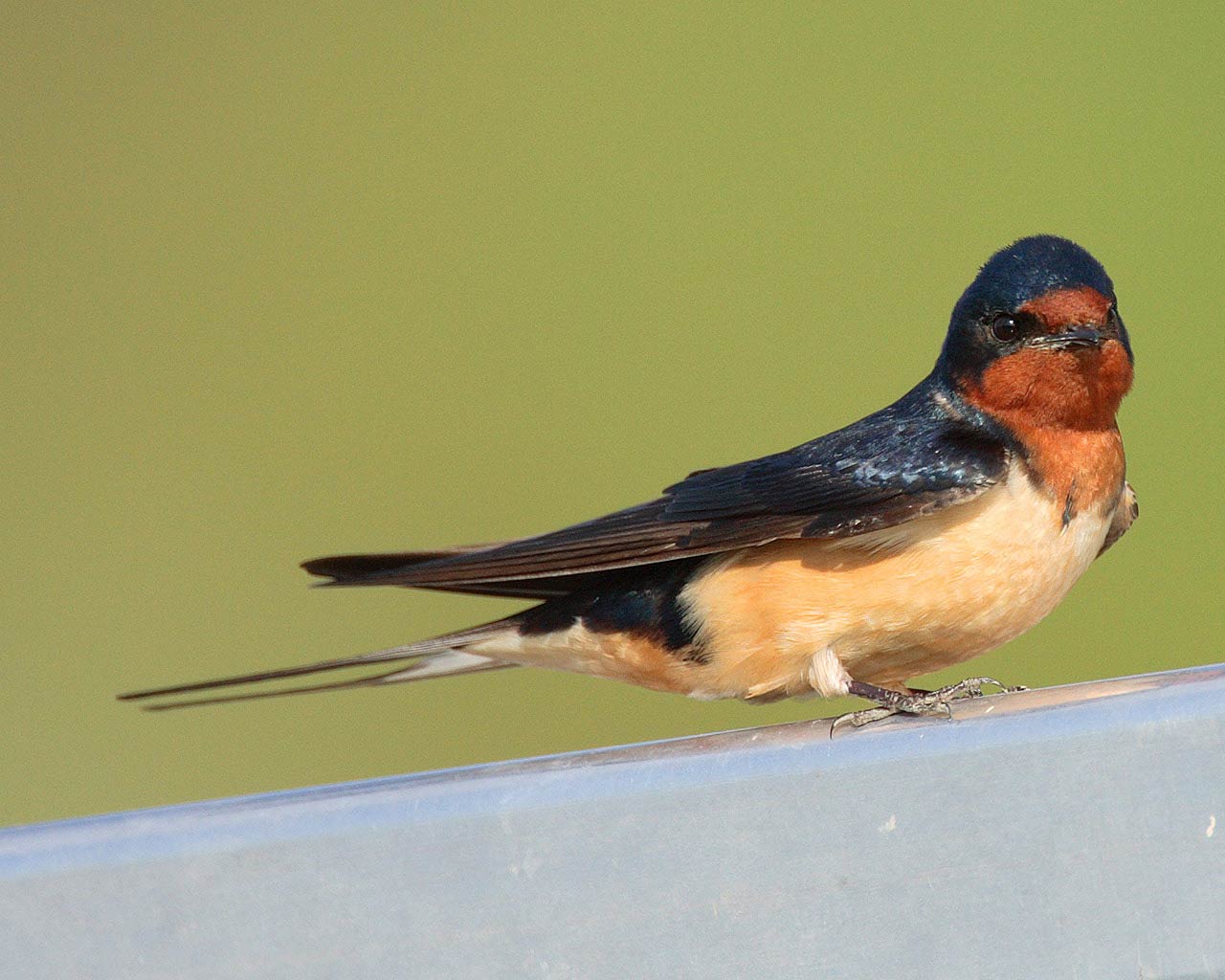 Swallow Wallpaper and Background - Animals Town