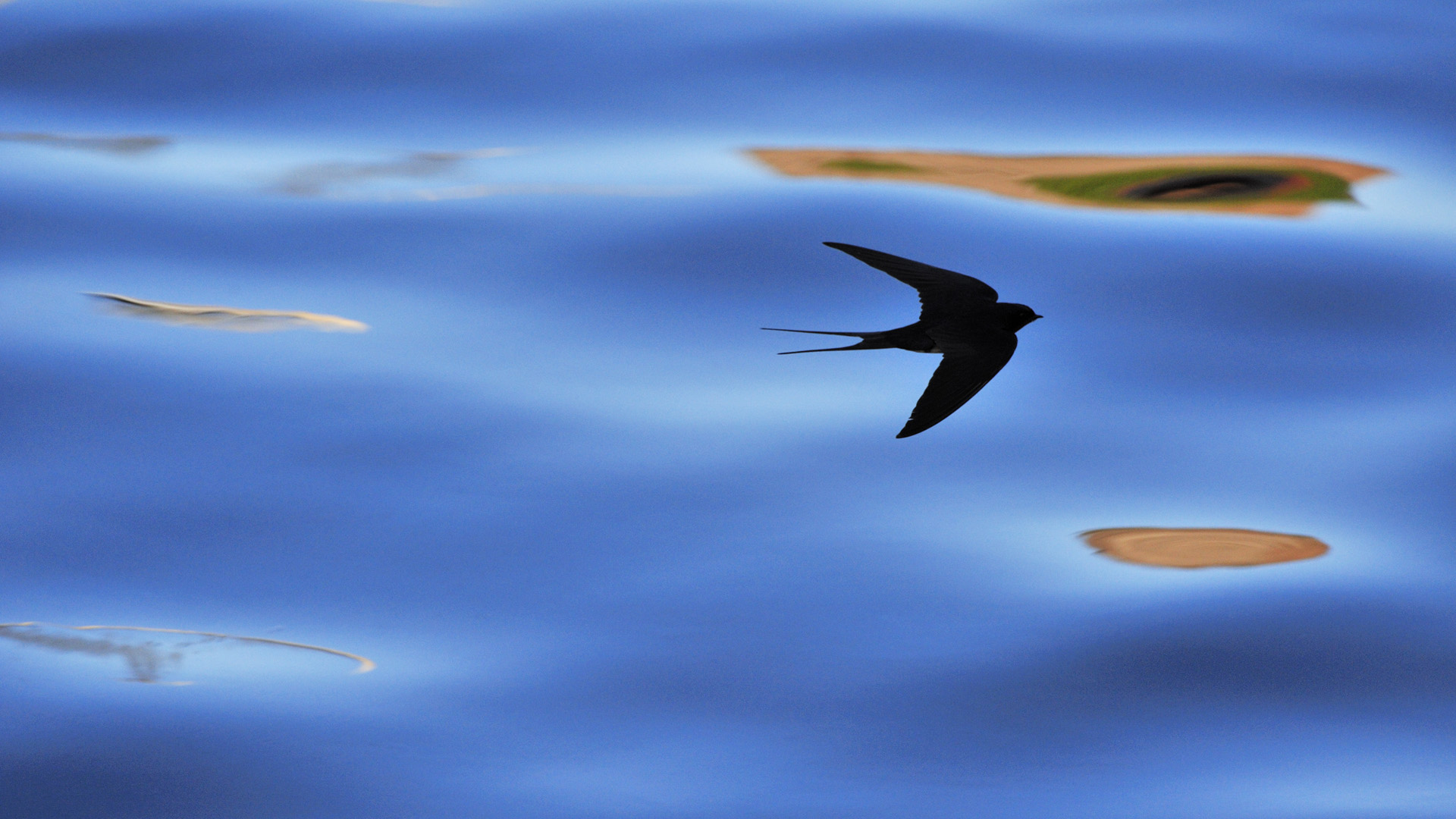 Smart swallow scenery, animals, 1920x1080 HD Wallpaper and FREE