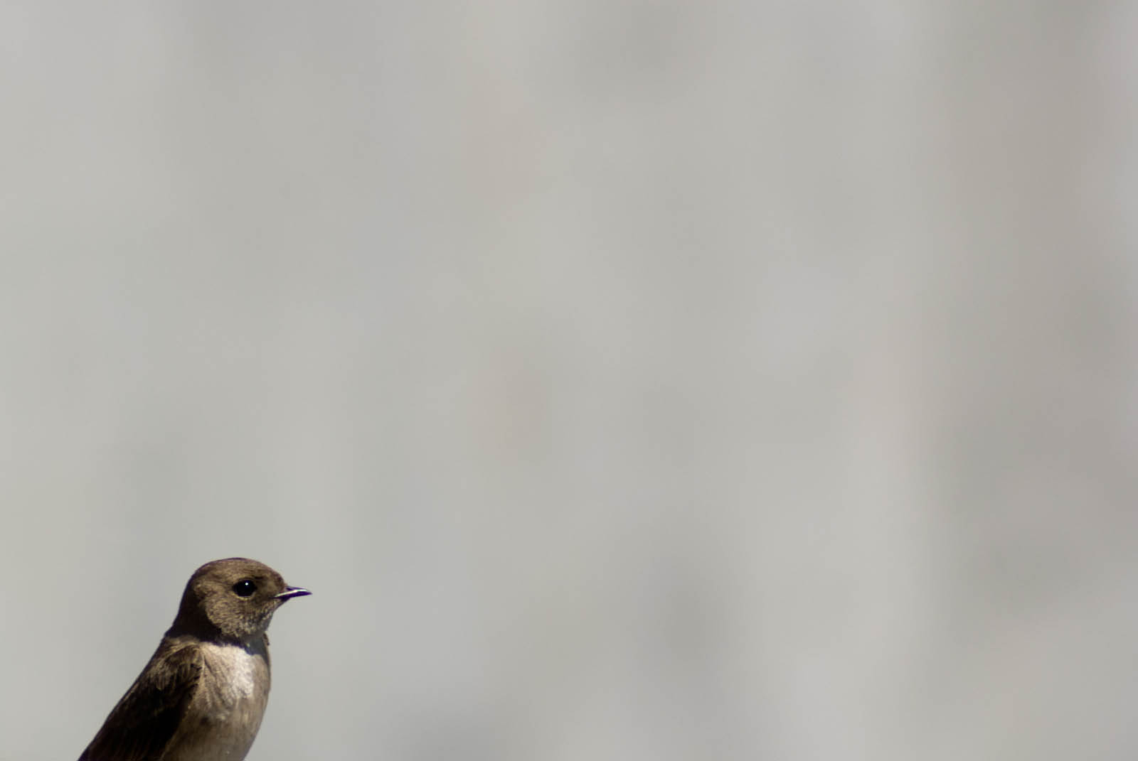Northern Rough Winged Swallow in Idaho