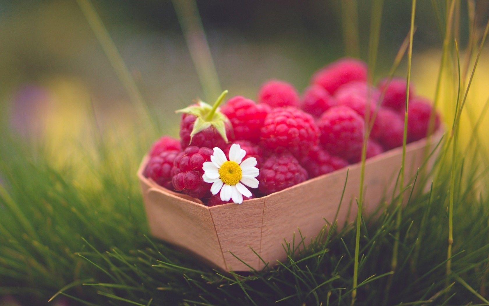 Sweet Raspberries Berry Daisy Flowers HD Backgrounds