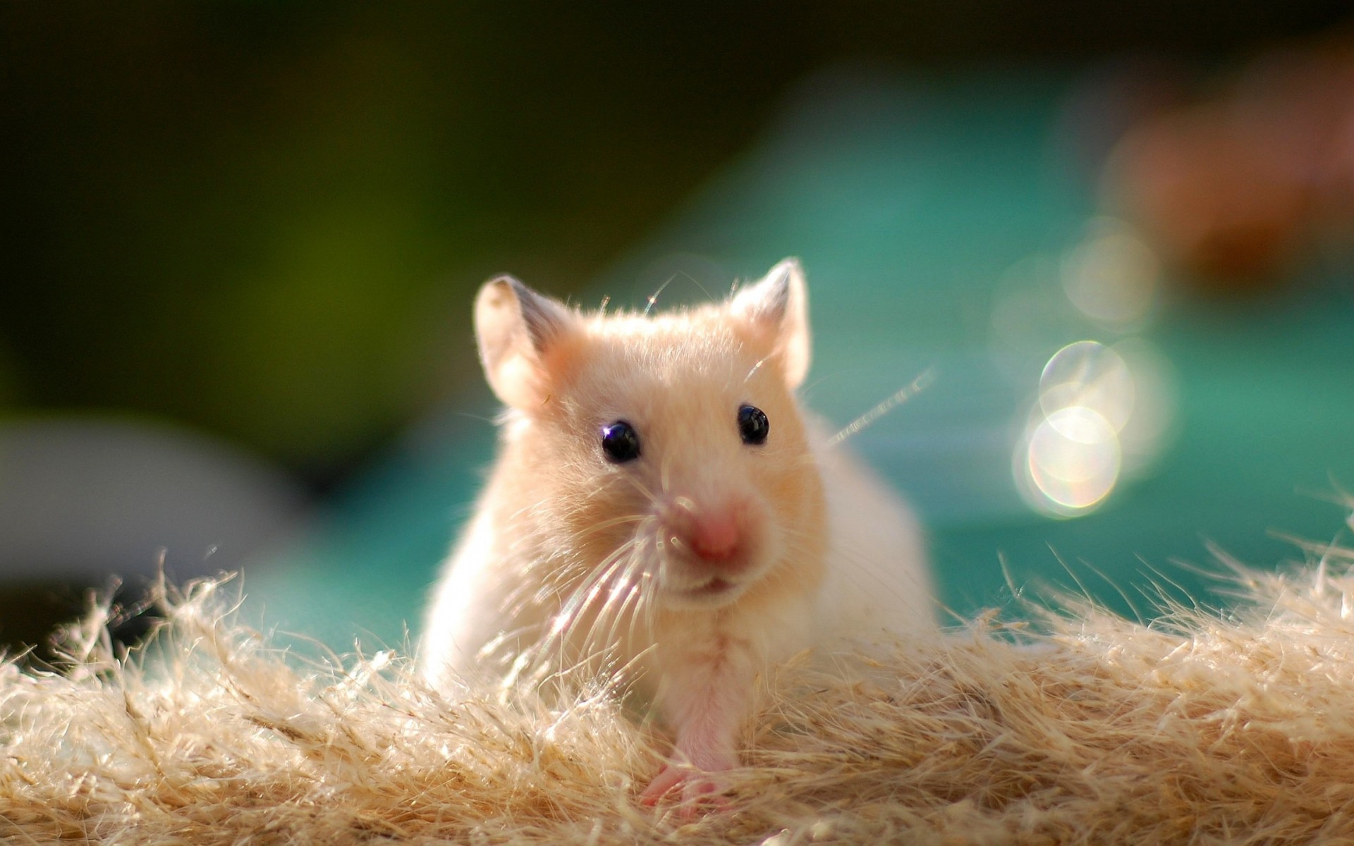 Rodents: Hamster Animal Blue Rodent Soricel Cute Sweet Animale ...
