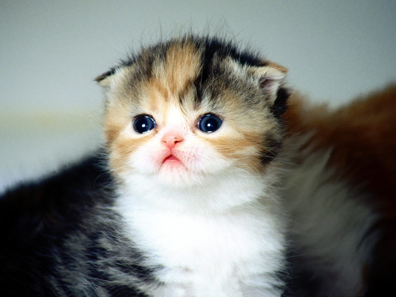 Download Cats Are Little Sweet Cute Backgorund Wallpaper Full HD