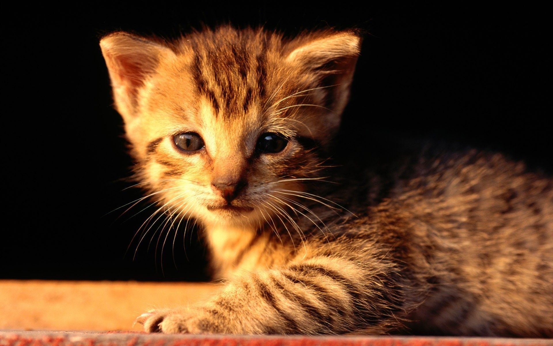 Cats: Golden Kitten Animal Cat Mammal Feline Sweet Desktop ...