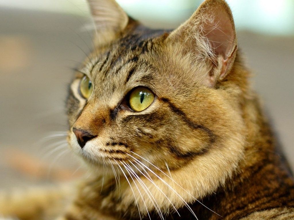 Cats: Tabby Animal Cat Feline Kitten Sweet Desktop Backgrounds for ...