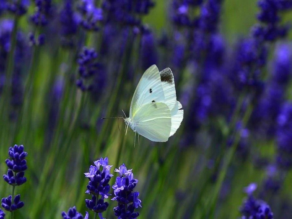 Butterflies: Sweet White Flowers Butterfly Purple Large Free ...