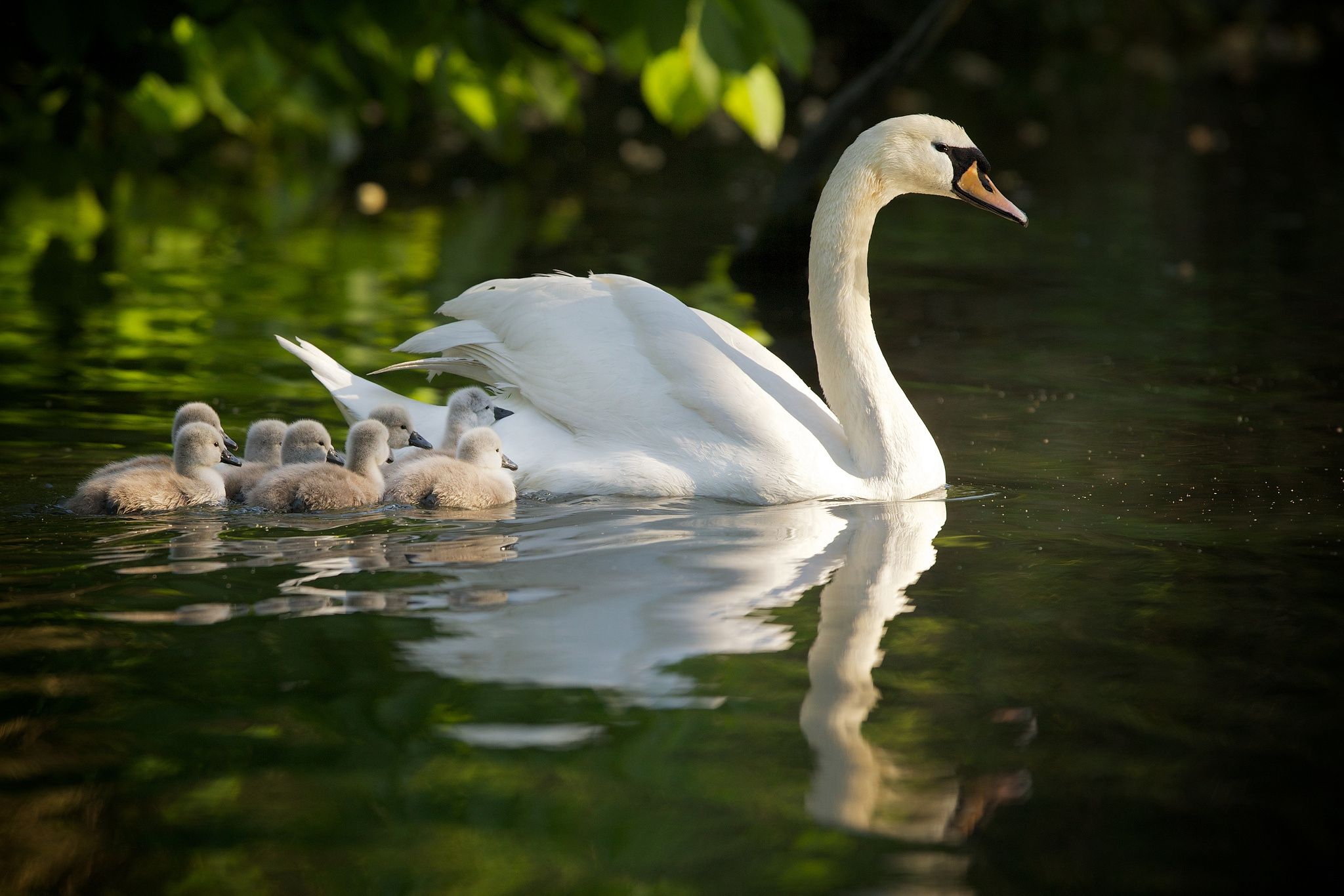 Birds: Sweet Family Swan Lake Wildlife Water Nature Chicks Desktop ...