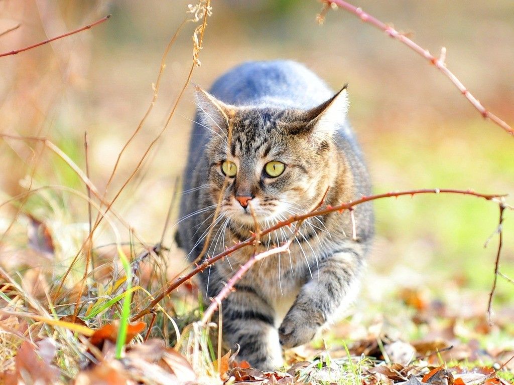 Cats Exploring Nature Animal Cat Feline Kitten Sweet Desktop ...