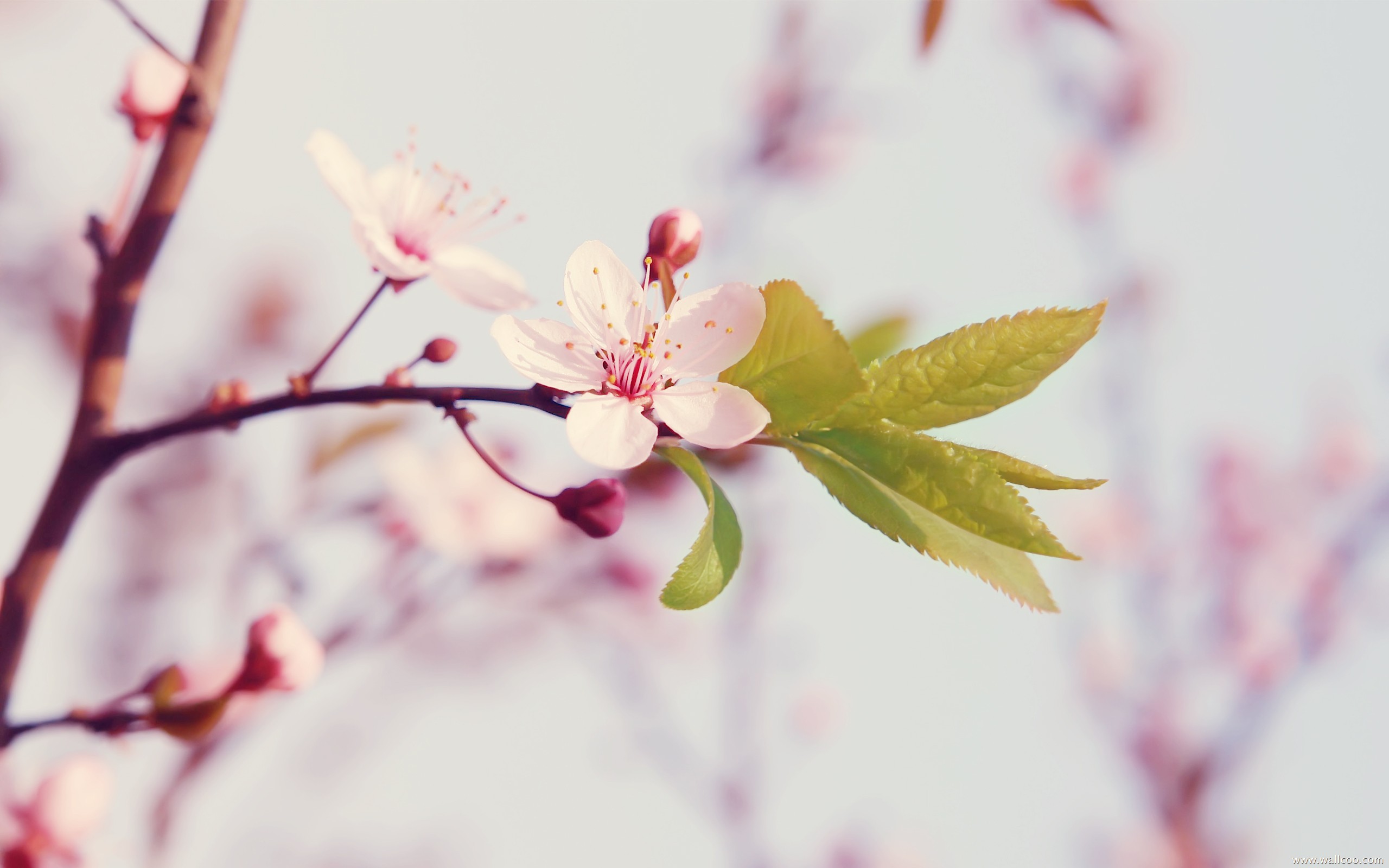 Peach Flowers HD Backgrounds