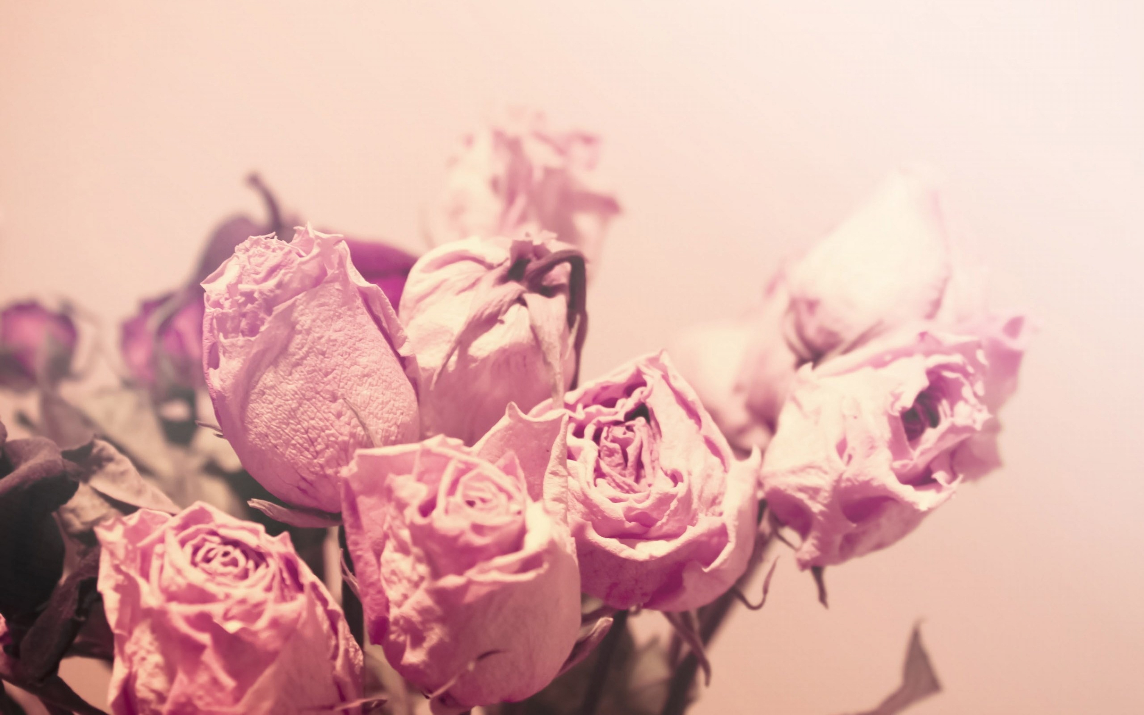 Download Wallpaper 3840x2400 Roses, Flowers, Sweet, Dried, Buds ...