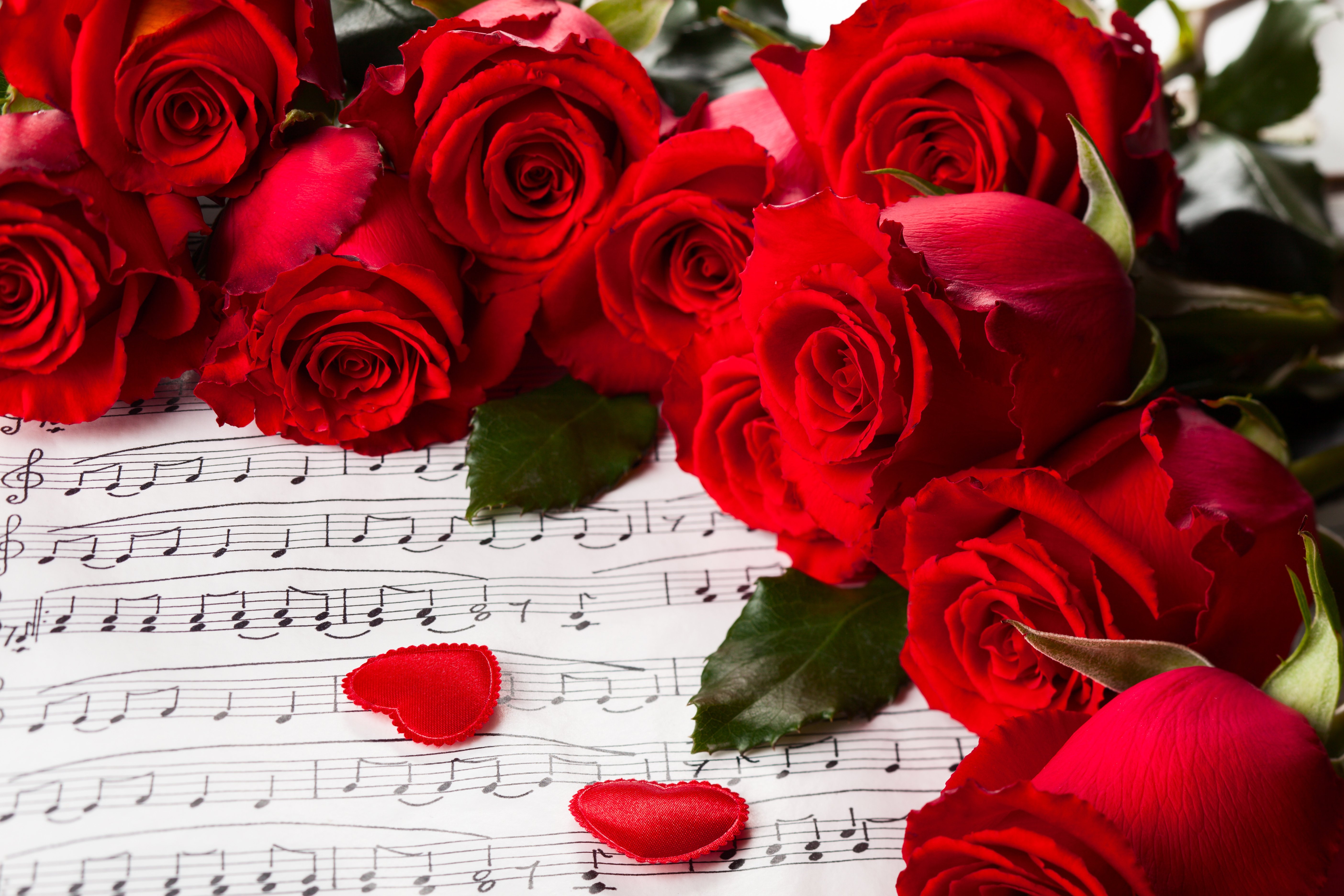 Rose Day Sweet HD Wallpapers - HD Good Evening Images, Pictures ...