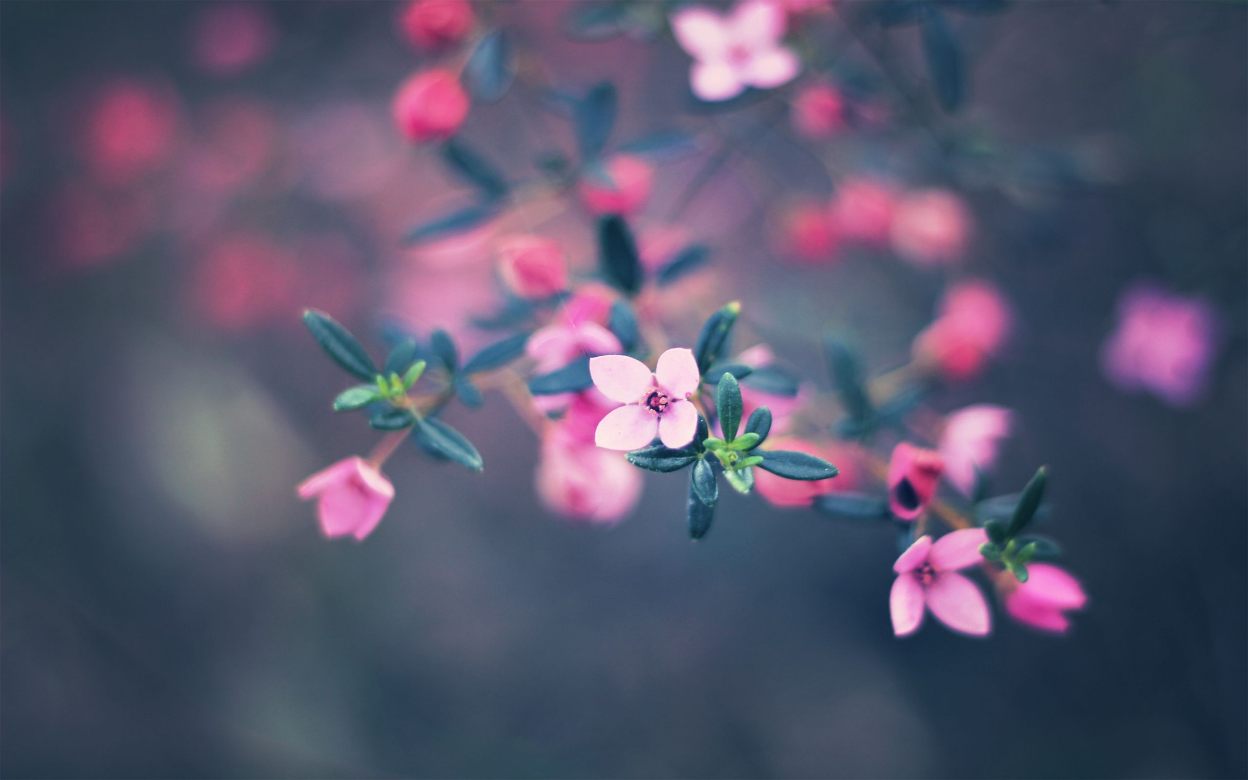 Sweet, flowers, nature, 2560x1600 HD Wallpaper and FREE Stock Photo