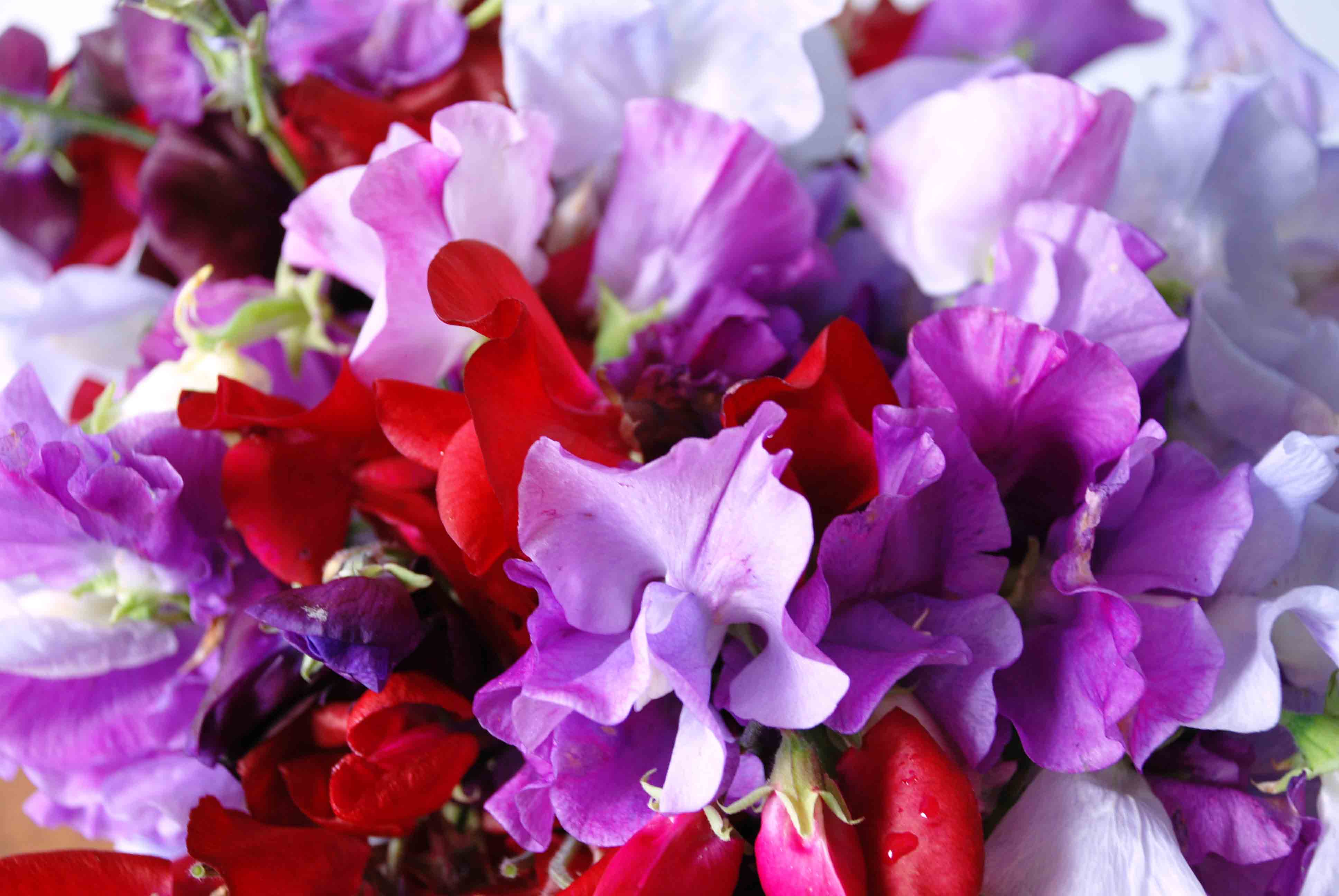 Sweet pea Latest HD Wallpapers Free Download | New HD Wallpapers ...