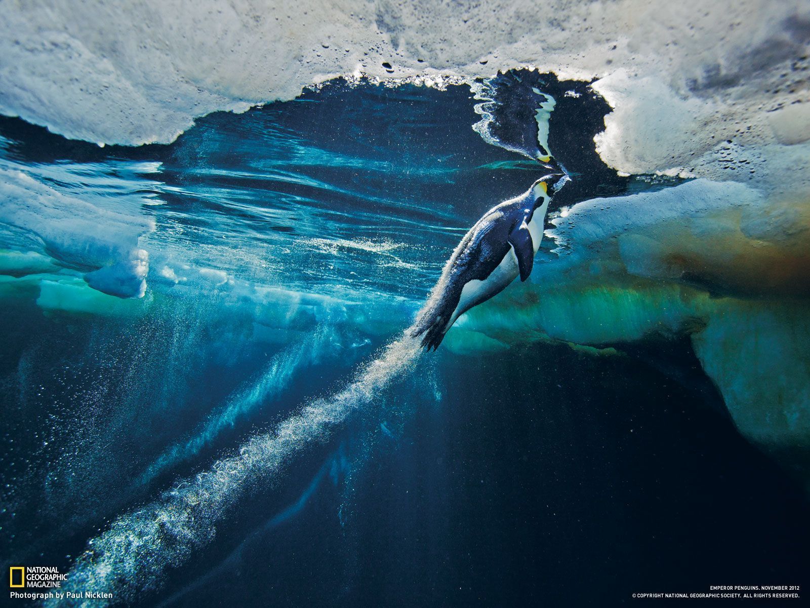 Emperor Penguins Swimming - wallpaper.